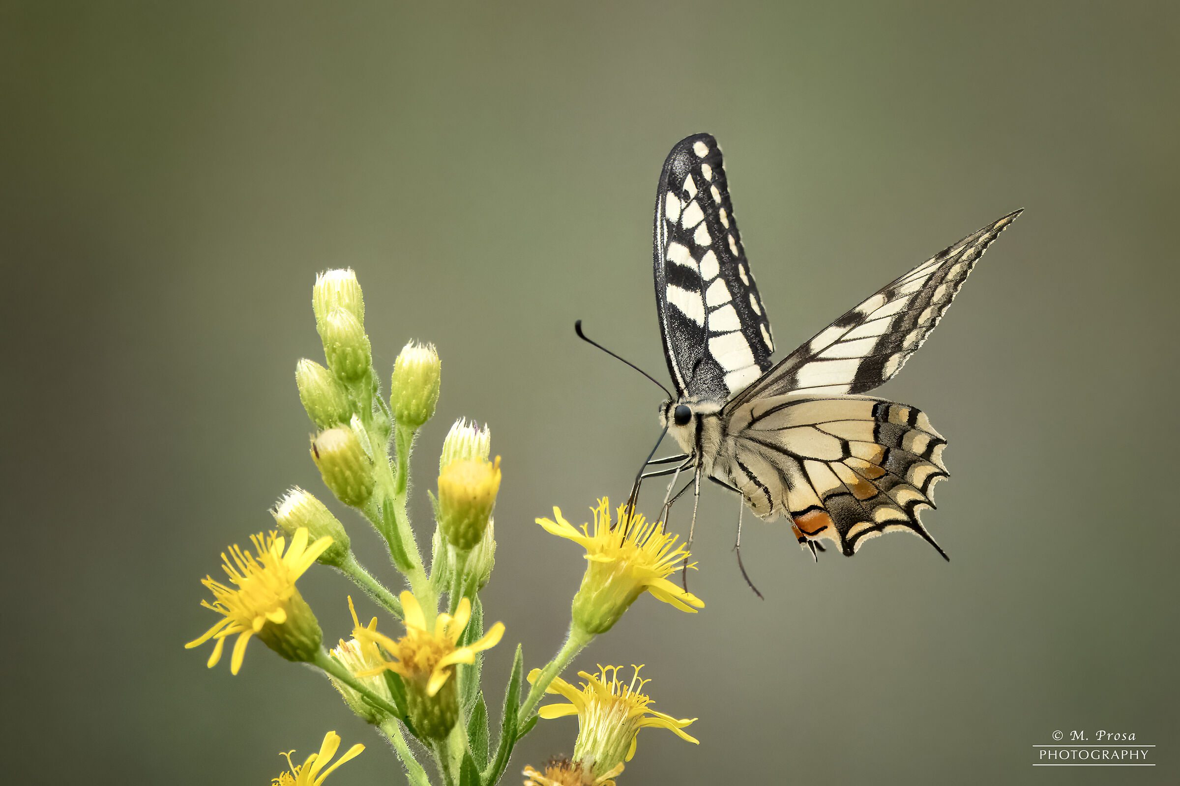 From flower to flower...