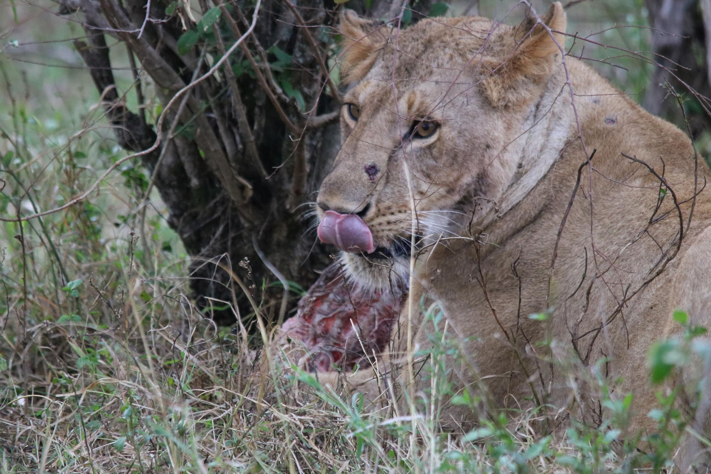 Masai Mara - The meal