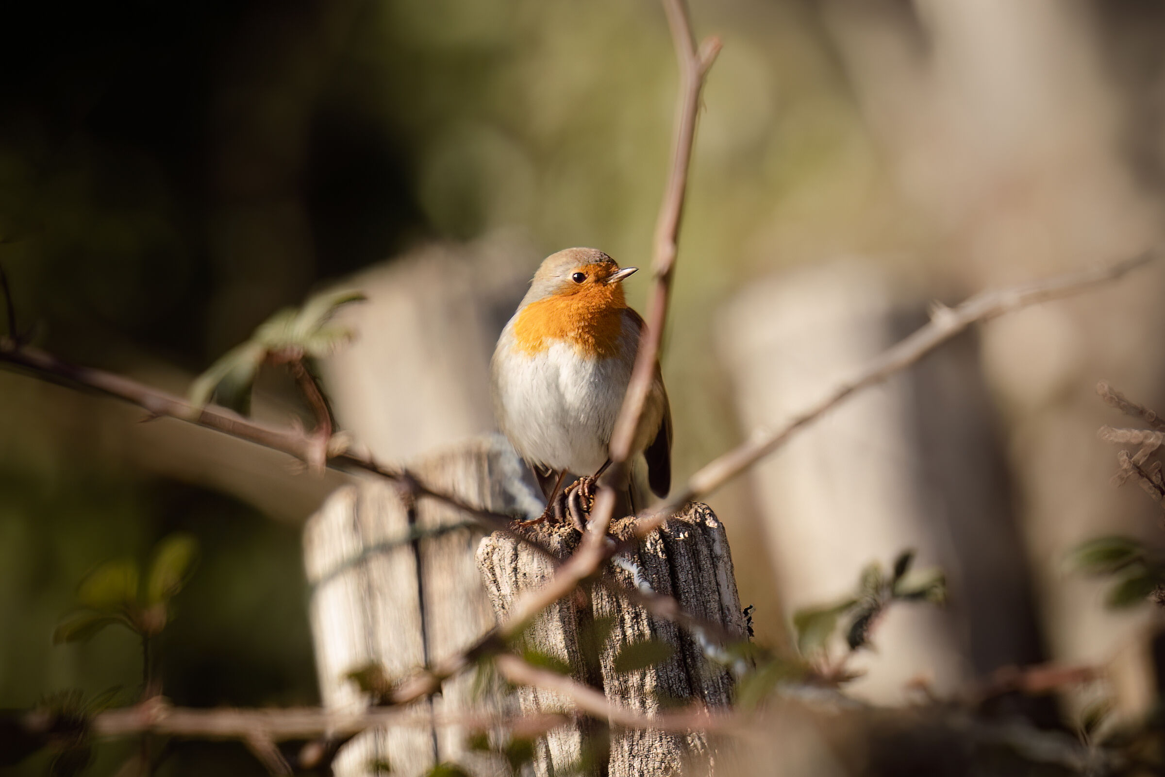 Robin
