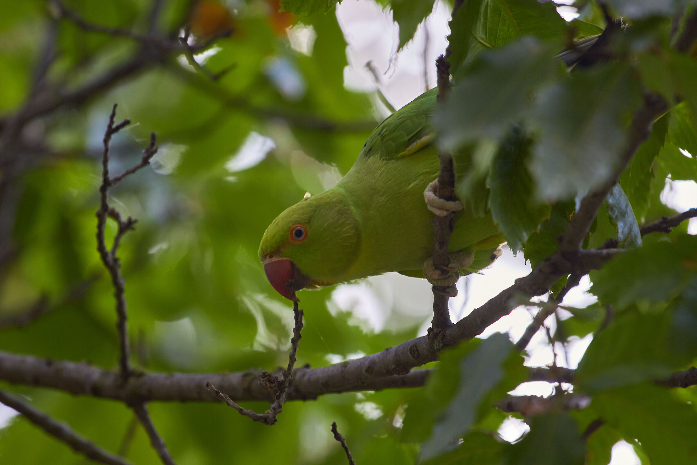 Green parrot