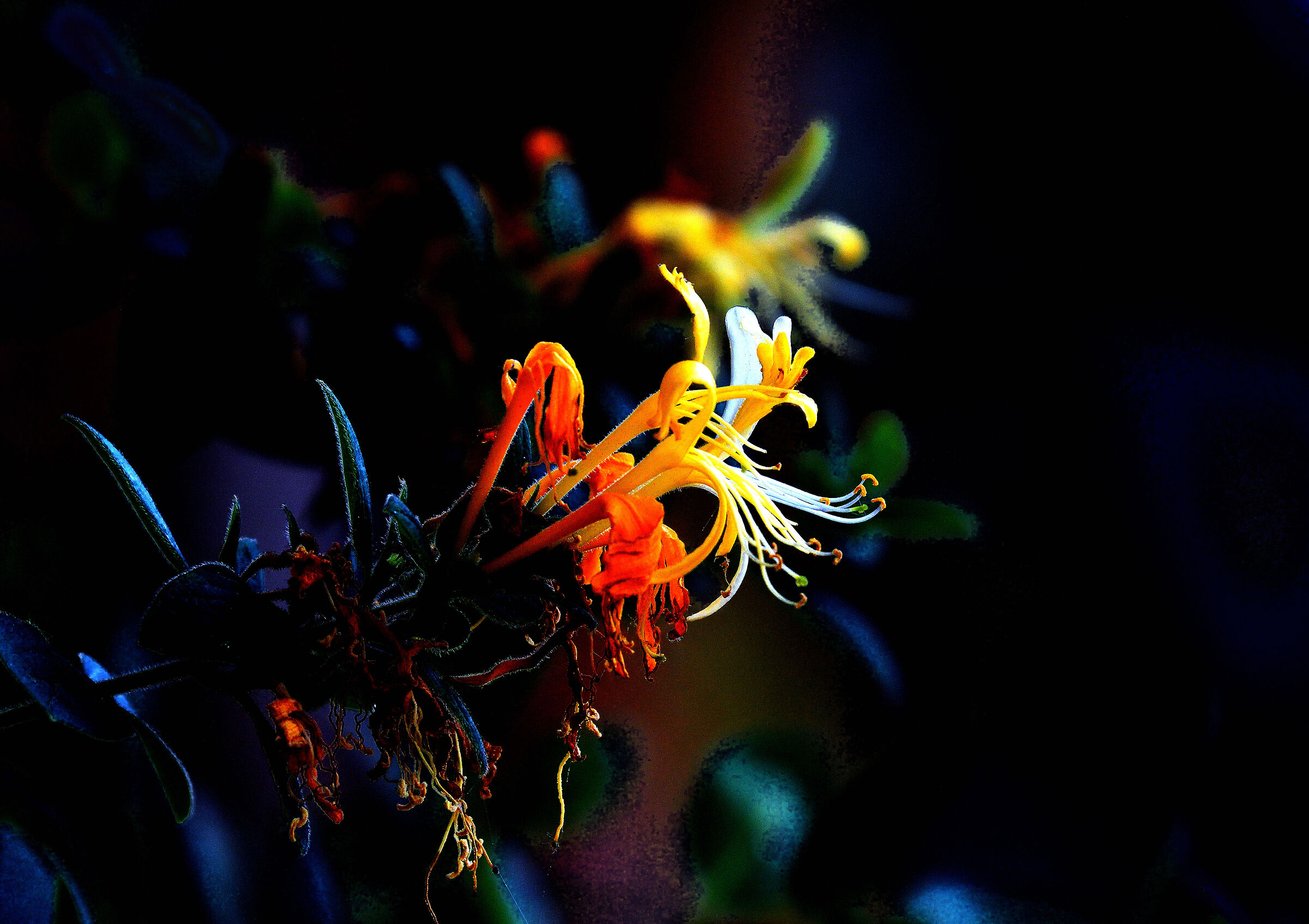 Lonicera Honeysuckle