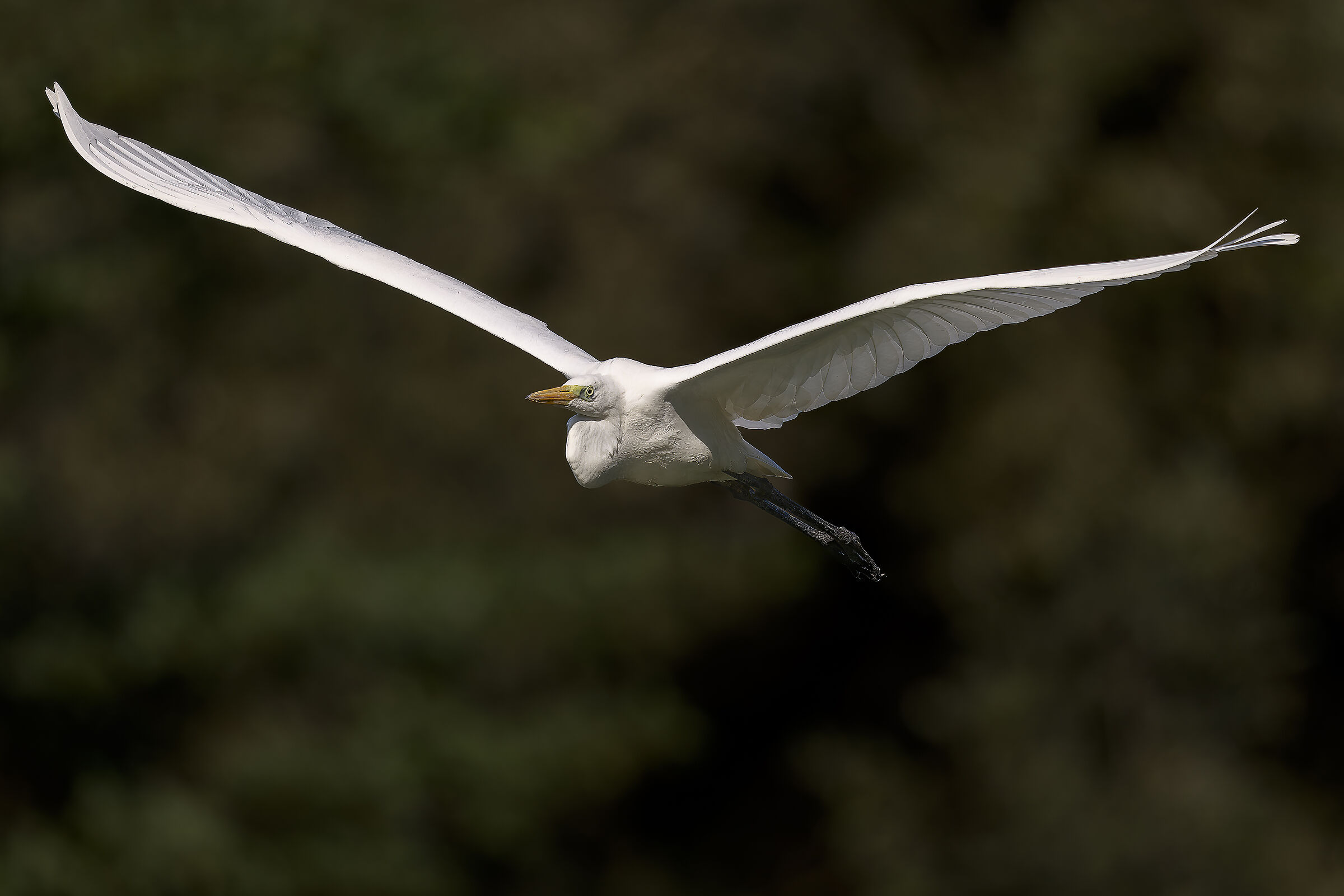 Great white heron