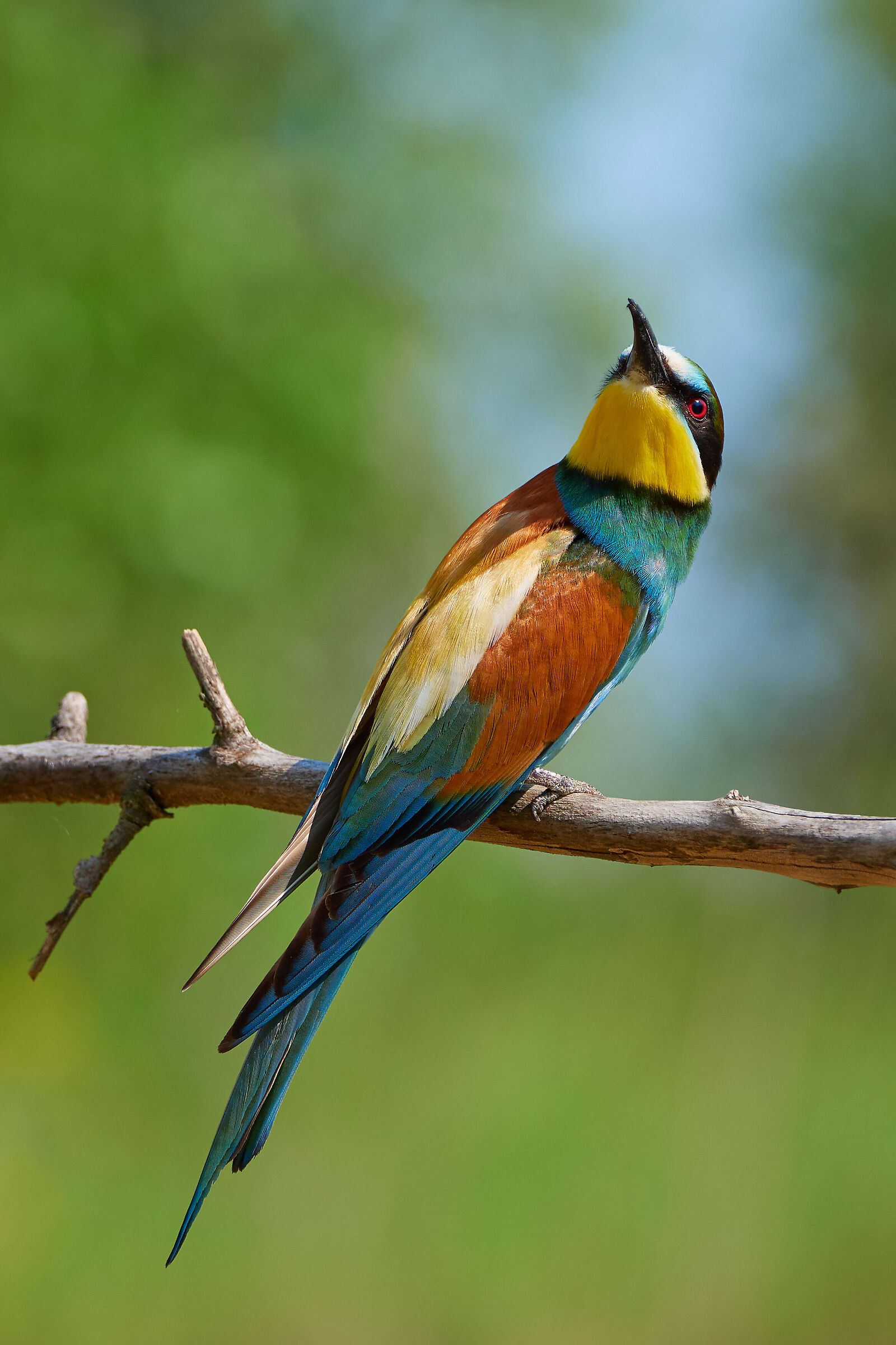 European Bee-eater