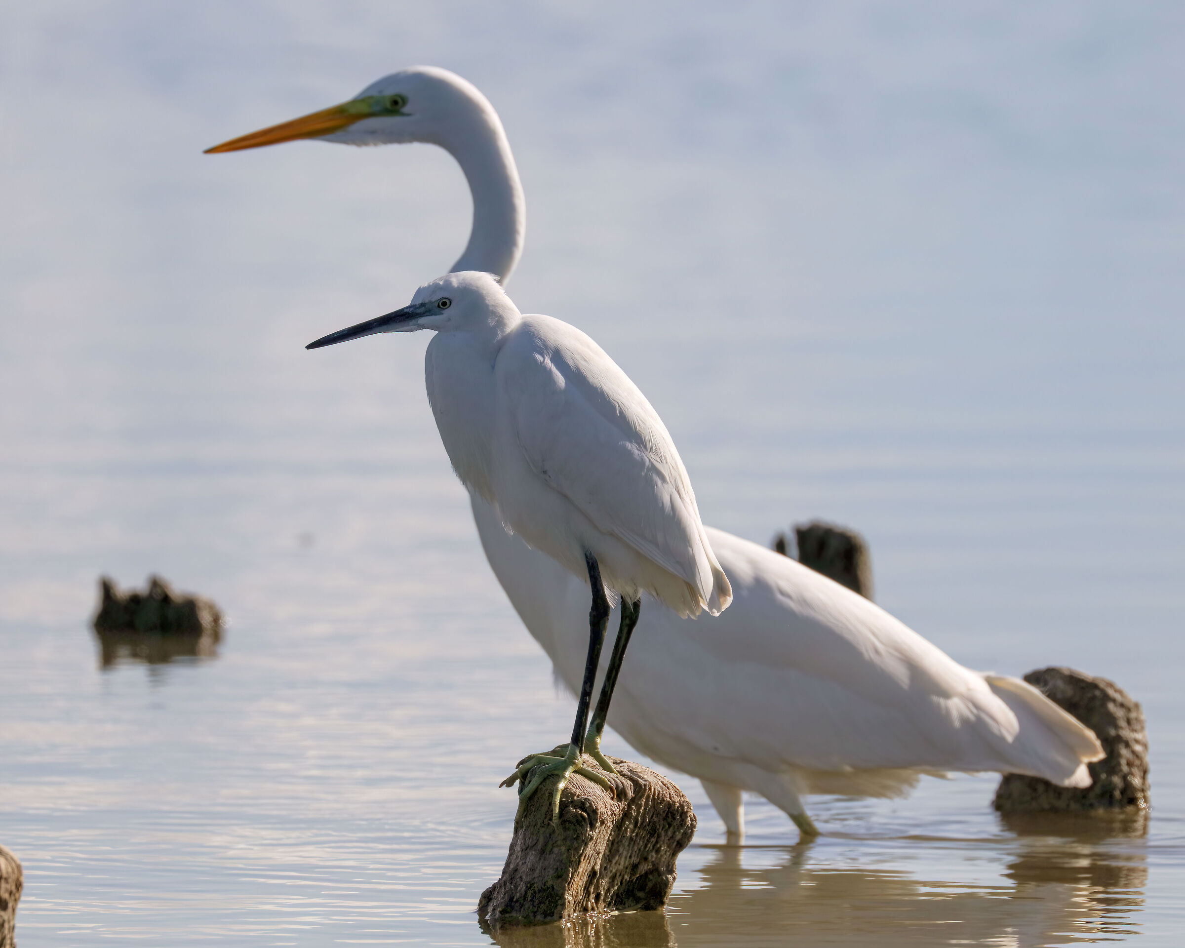 Profiles... Egret with Great White Heron