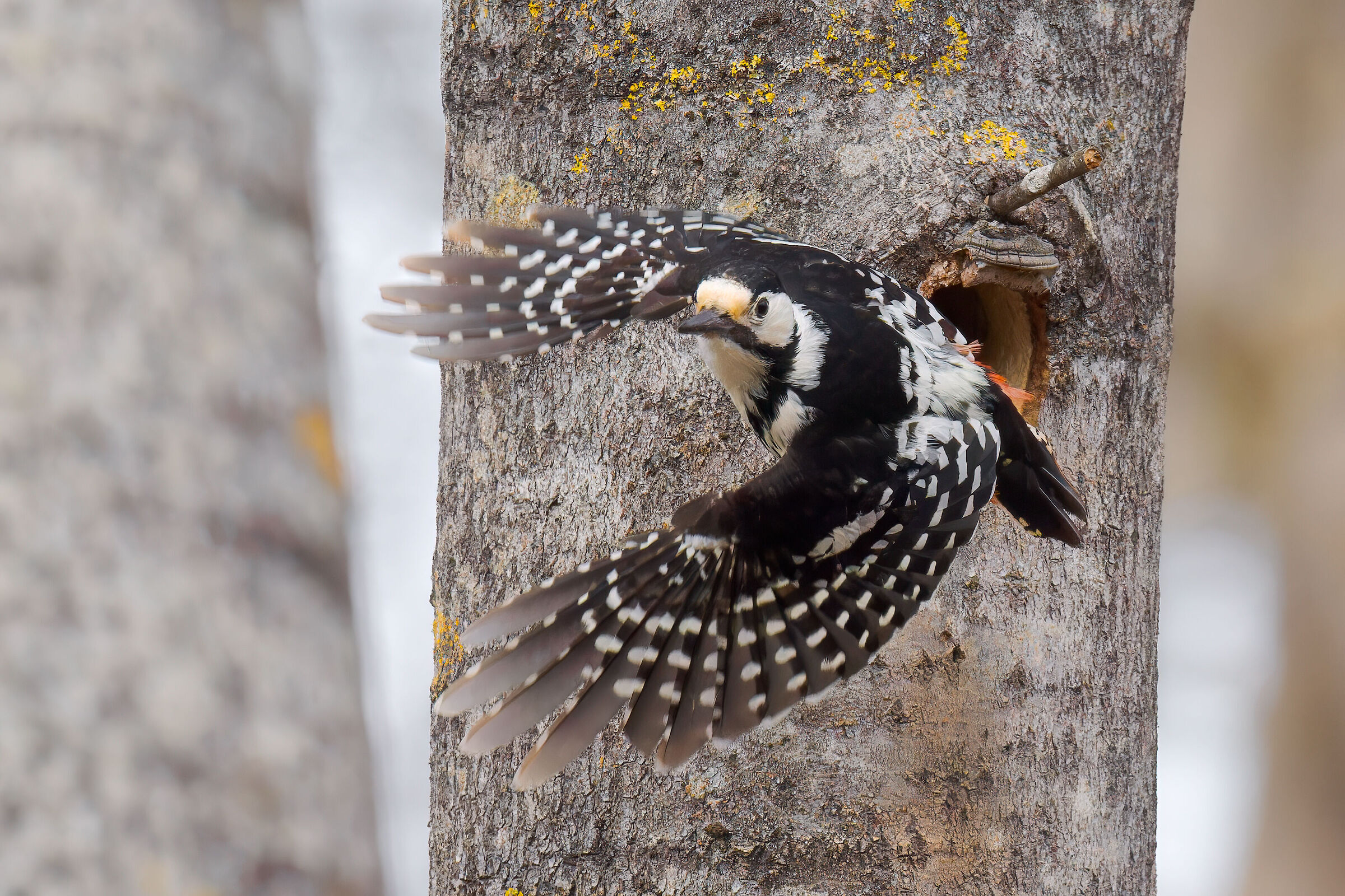 Woodpecker iswhite bear