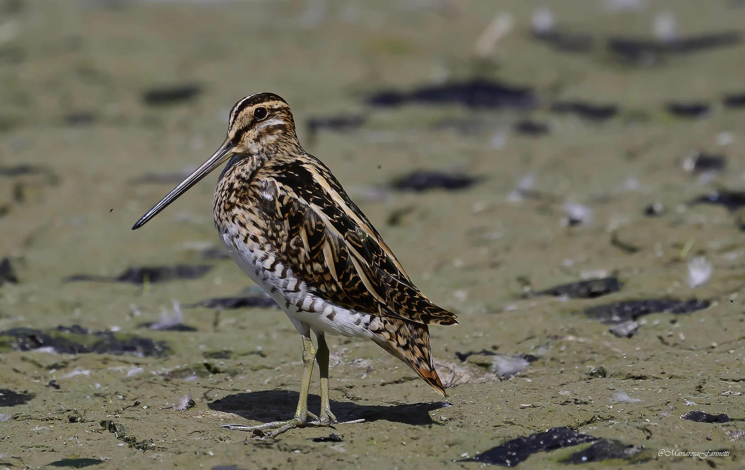 Portrait of Snipe