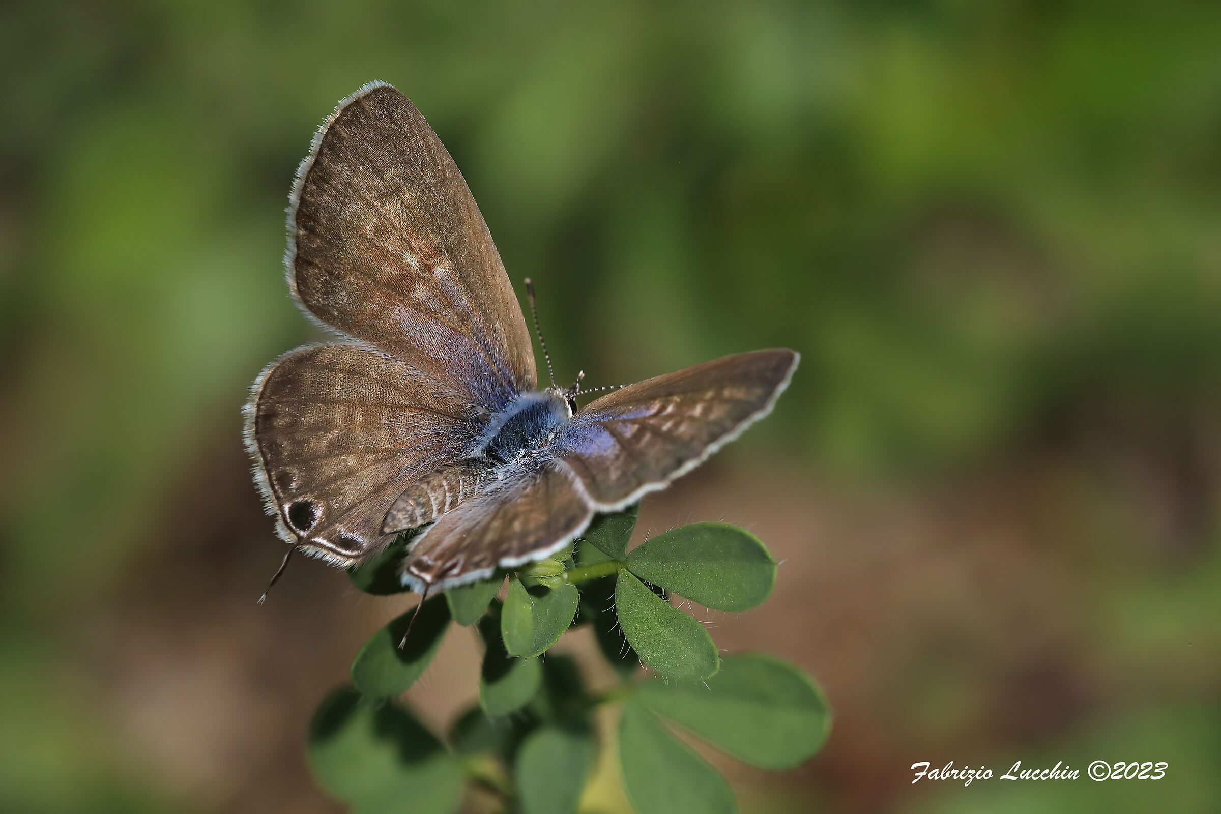 Leptotes pirithous (esemplare femmina)