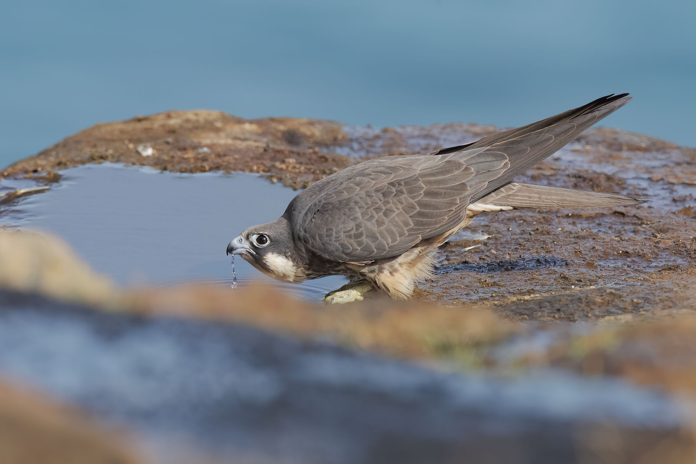 Queen's falcon at the watering hole