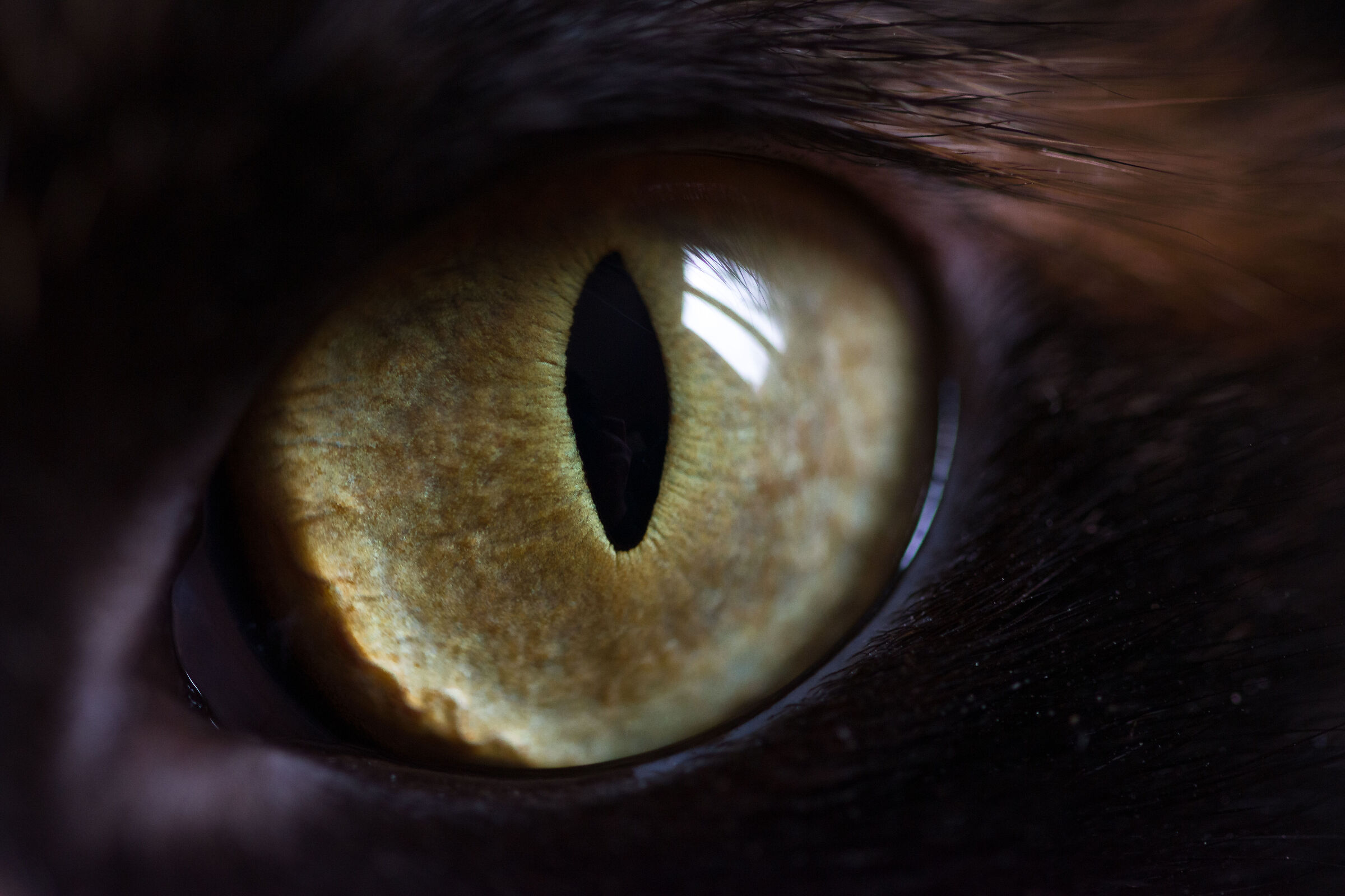 The eye of the tiger