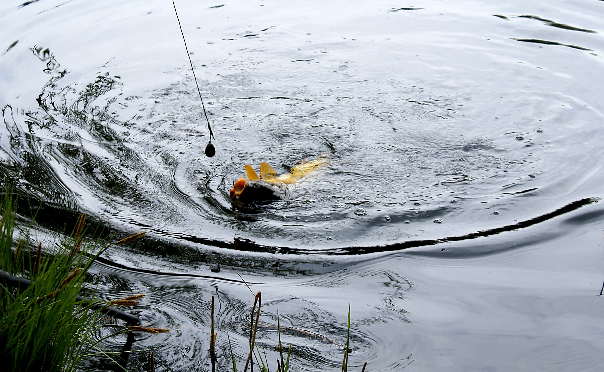 Fishing lucky (and hopefully authorized ...) to Varna