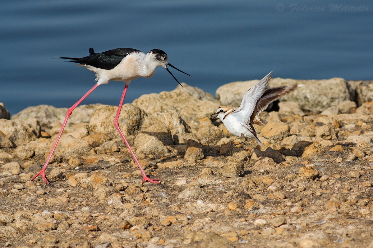 Fratino vs Cavaliere d'italia
