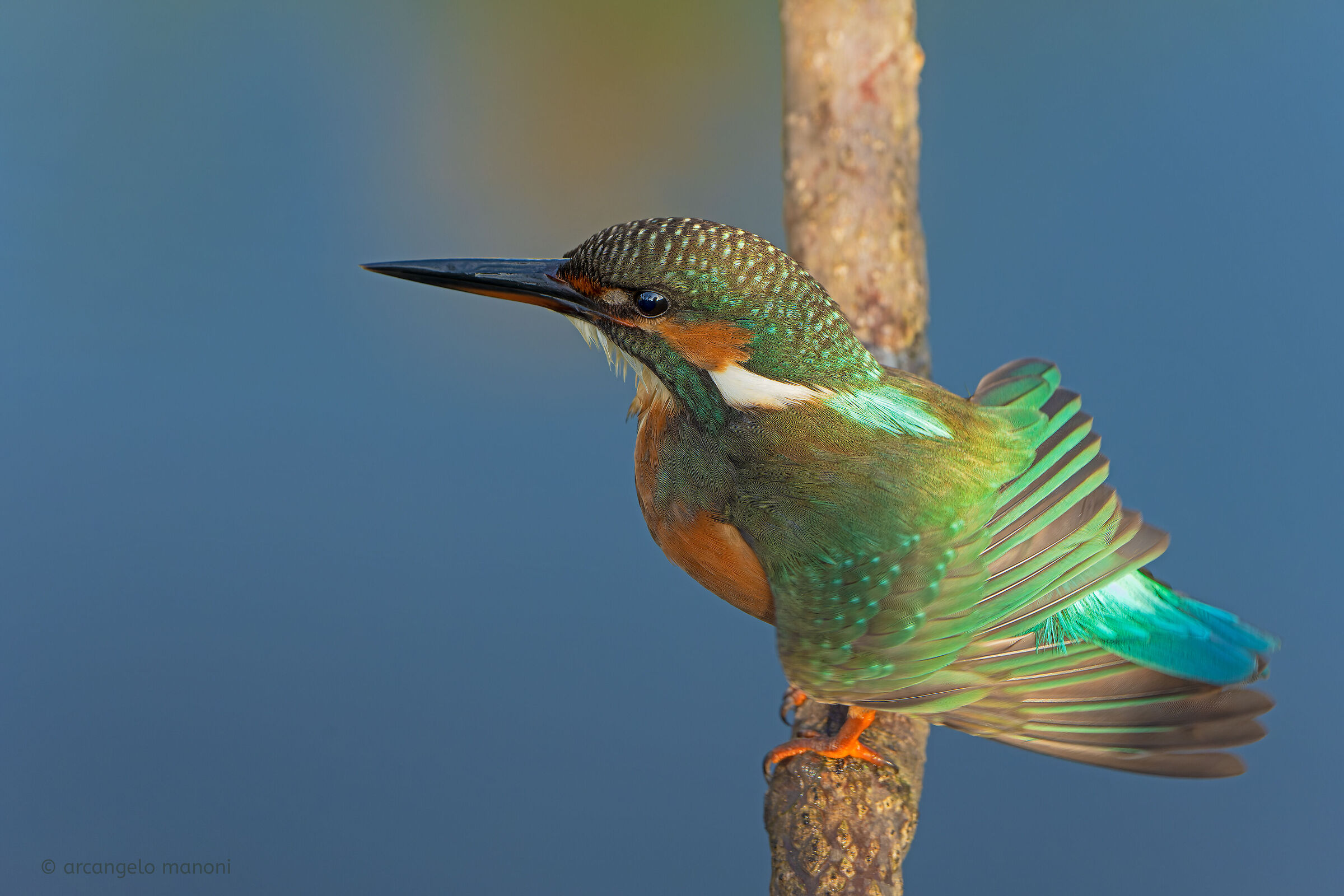 Sciorinando le penne fra ombra e luce