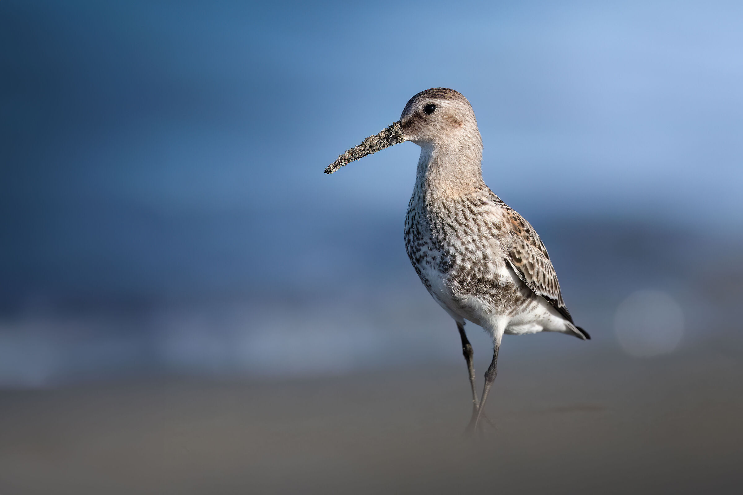 Dunlin