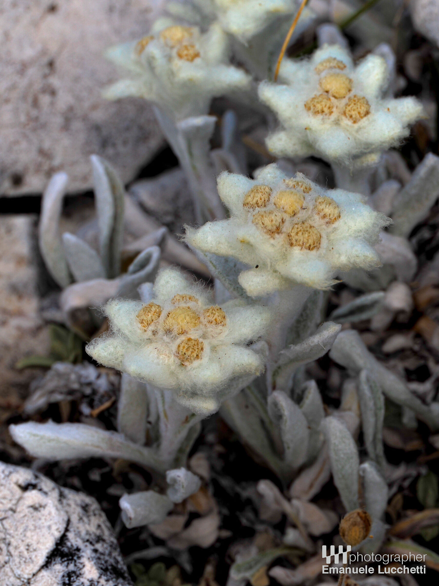 Stella alpina dell'Appennino