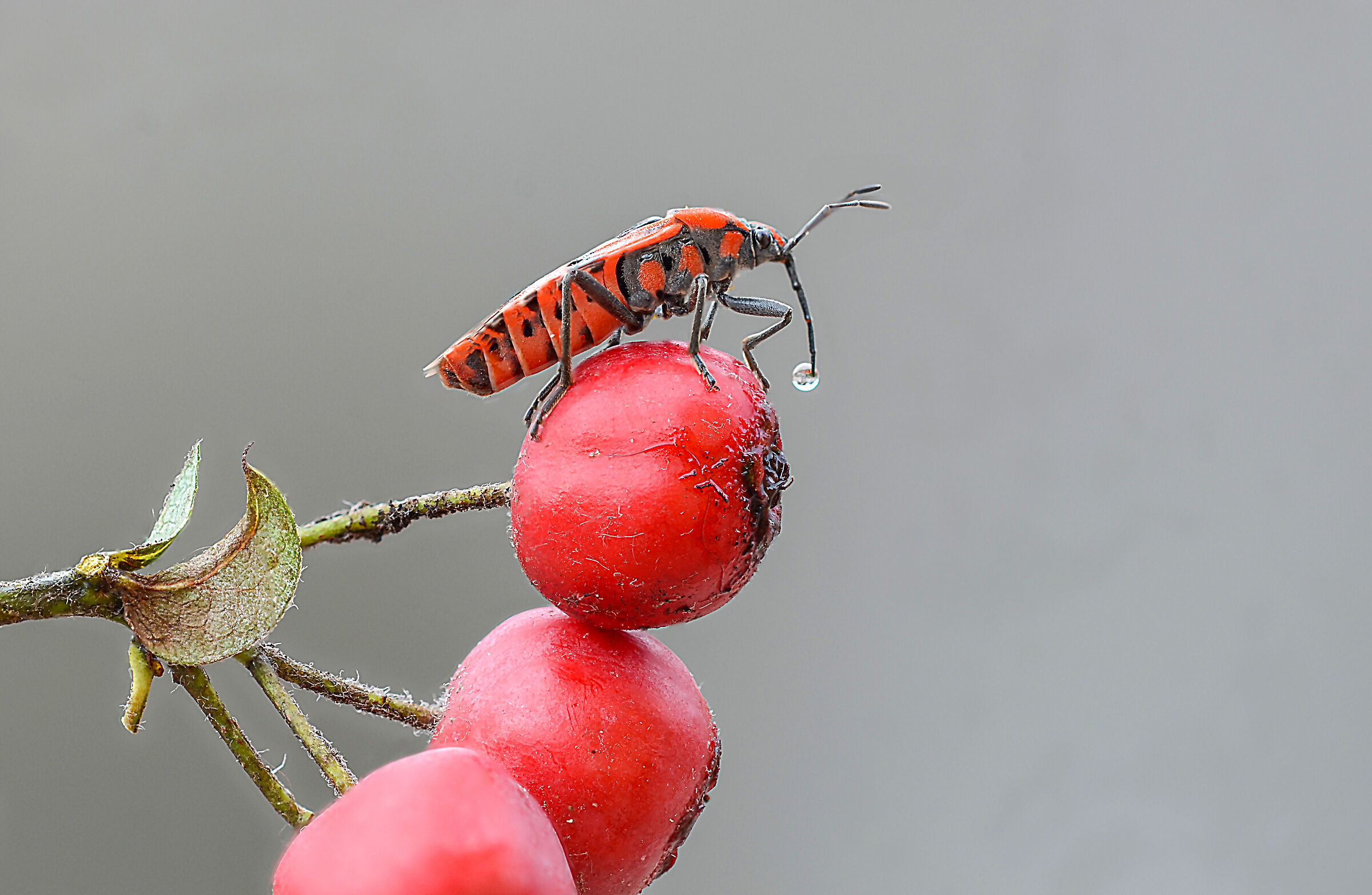 Pyrrhocoris apterus