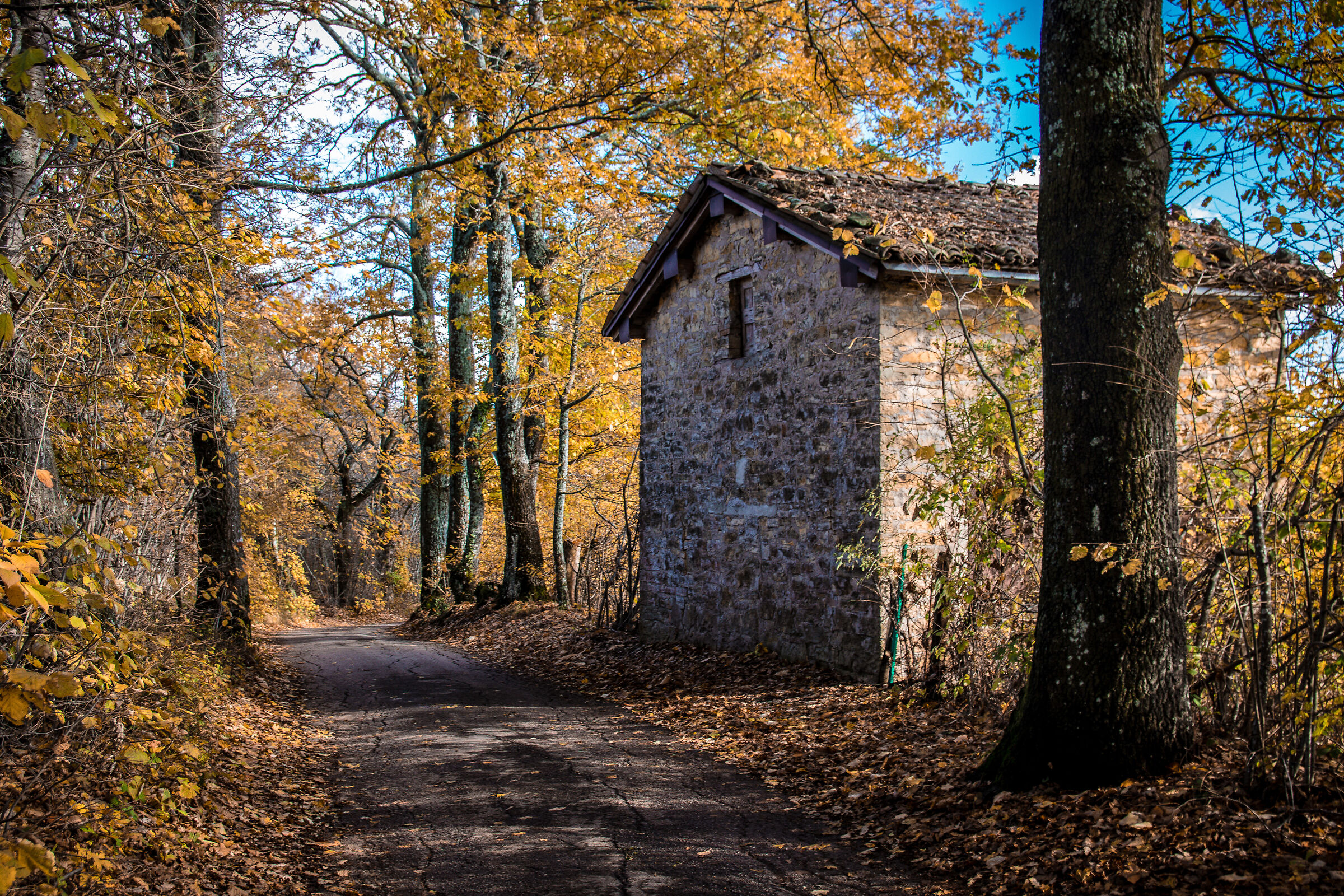 La casa nel bosco