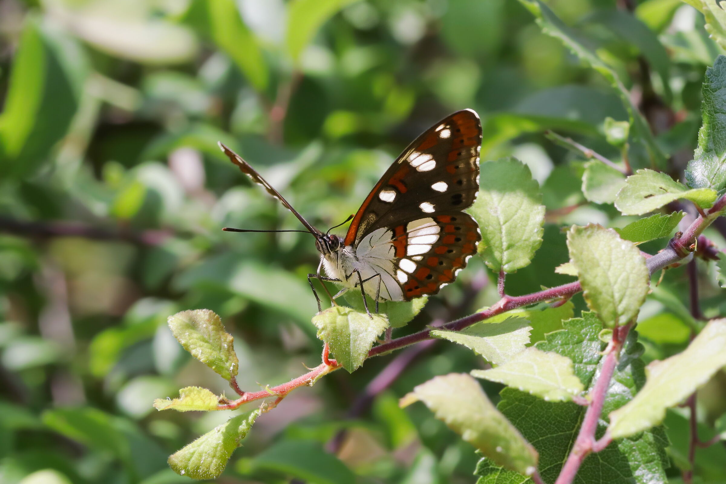 Limenitis reducta