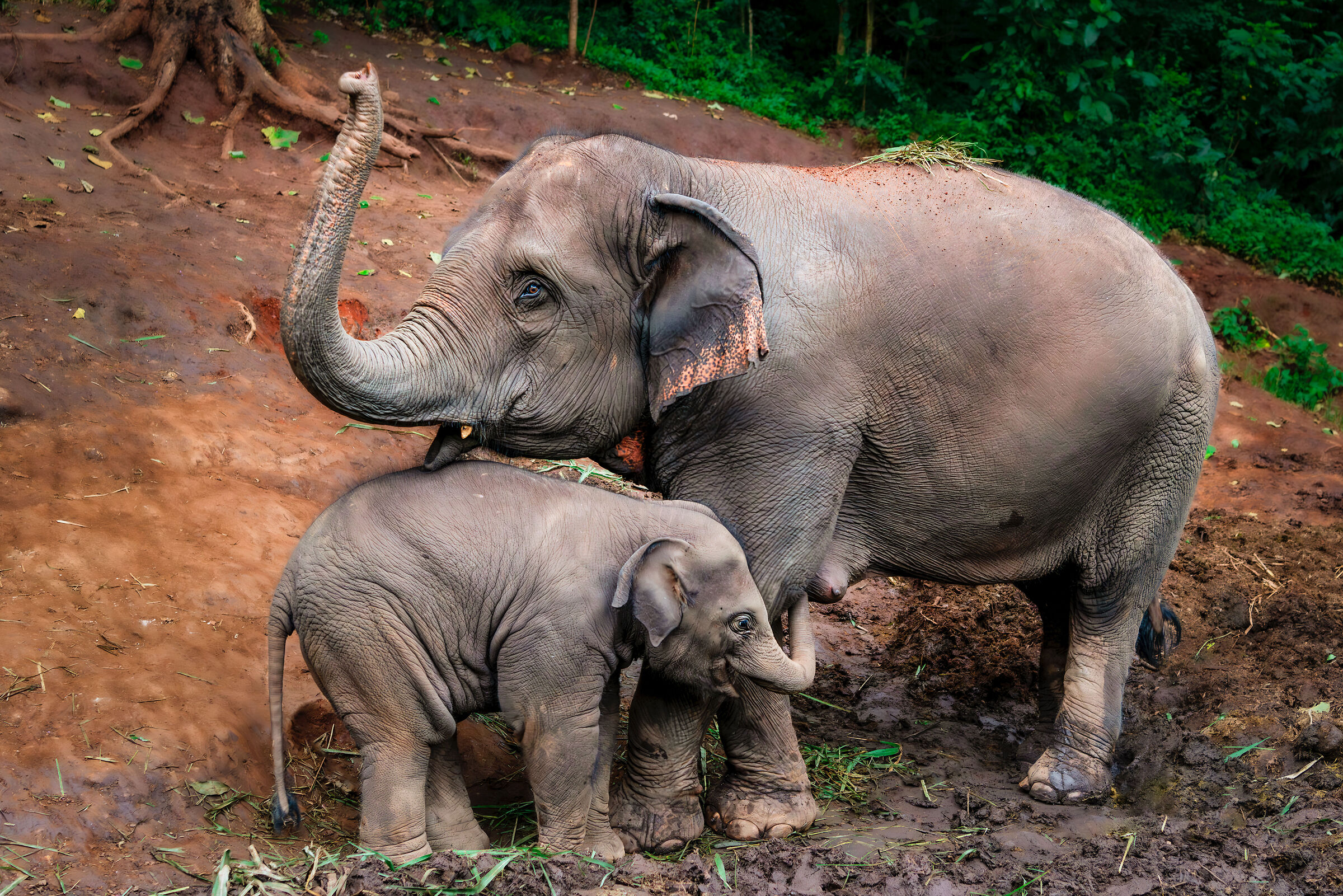 Hey Mama, I'm hungry!