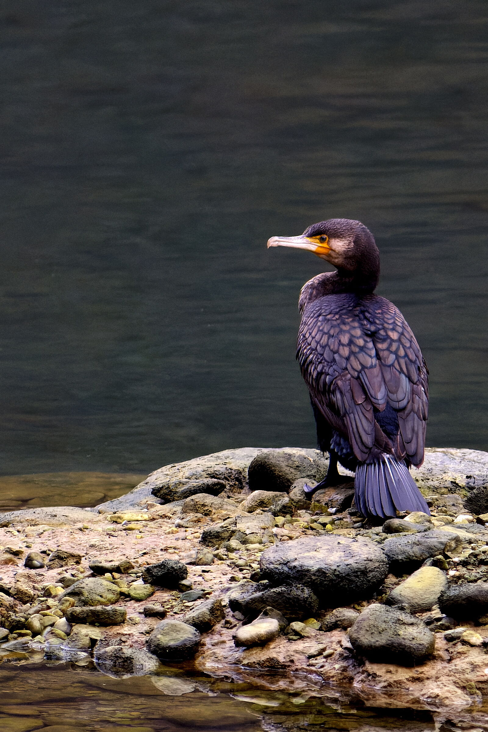 Cormorano comune
