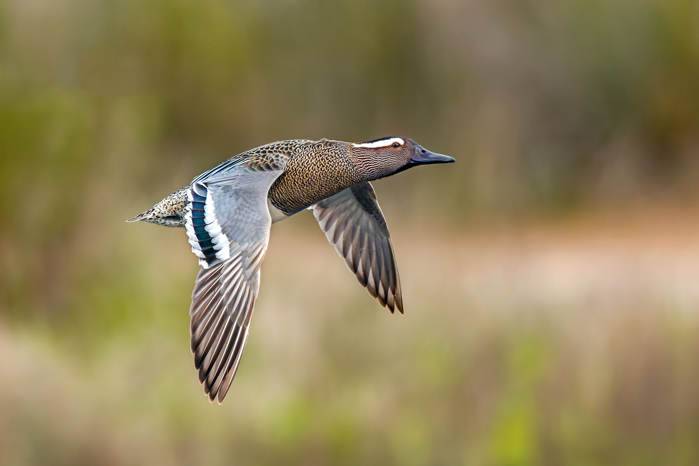 Garganey