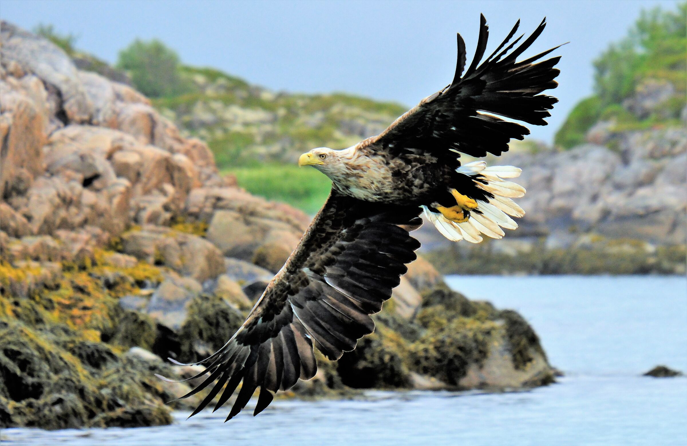 aquila di mare