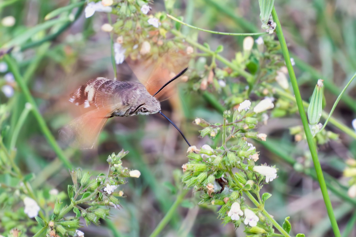 Sphinx of the Galio... Lunch with the Emperor