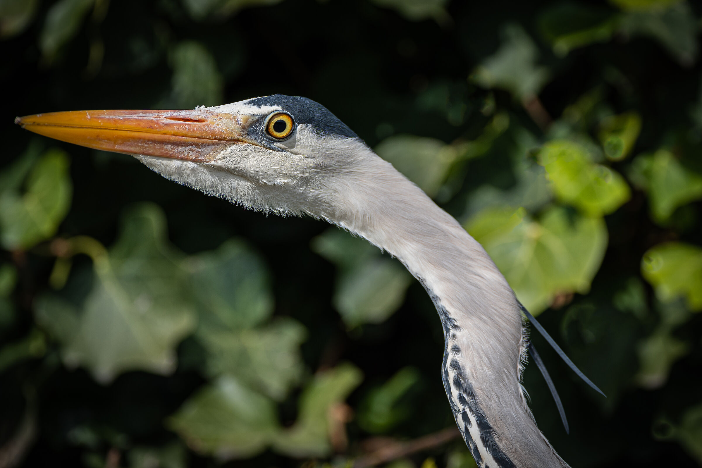 Se t'avvicini ancora ti do una beccata......