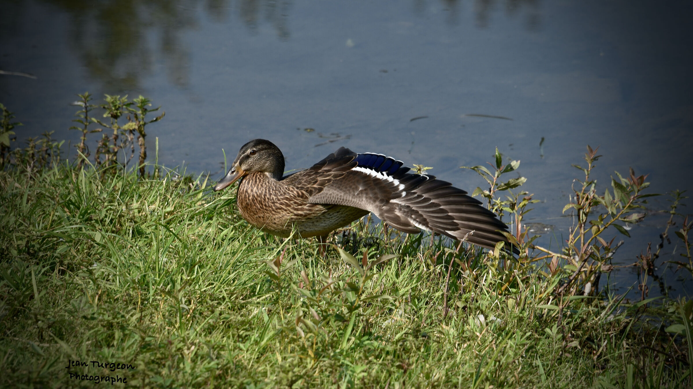Anatra... super lago...