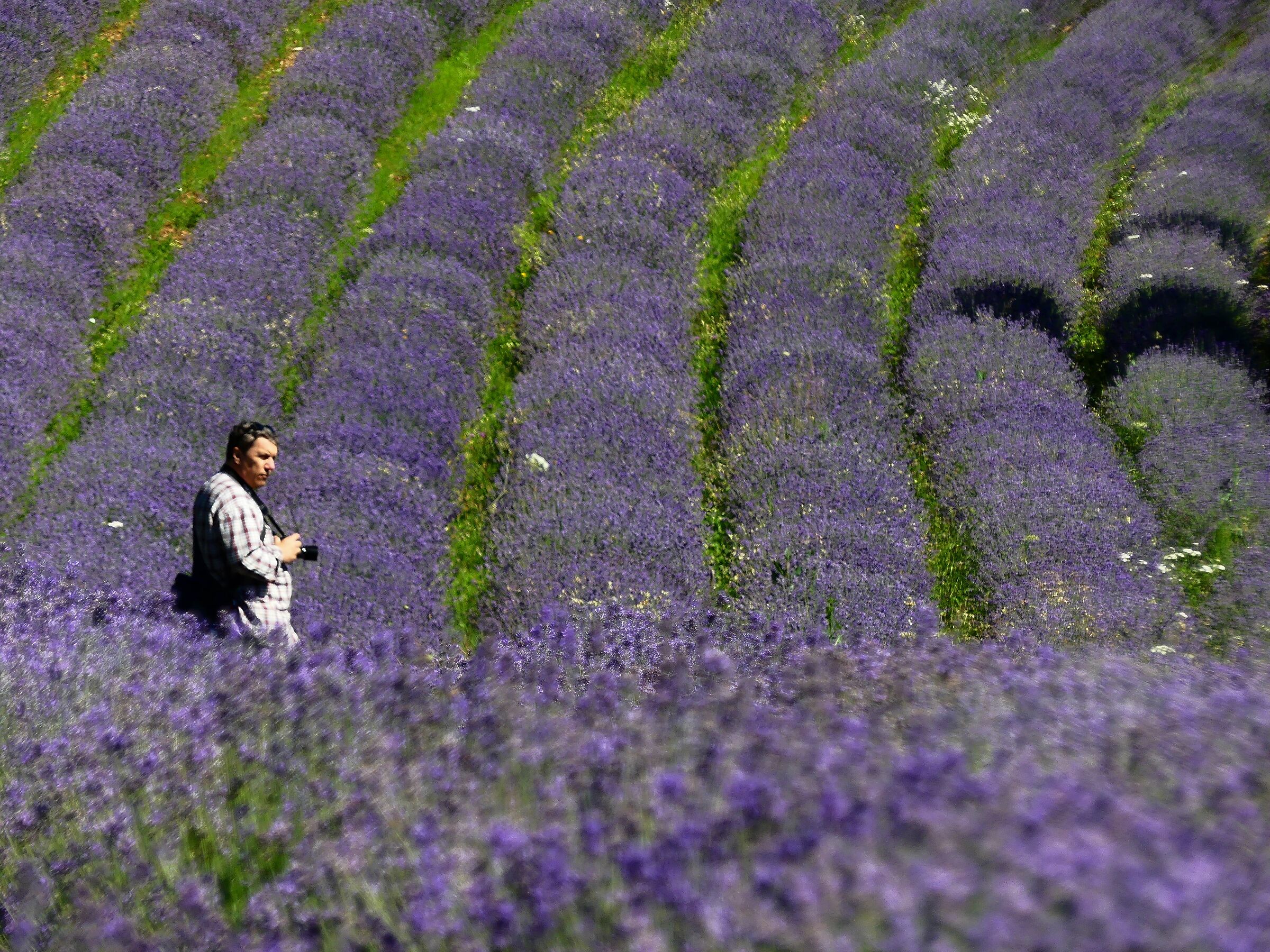 Between the rows of lavender
