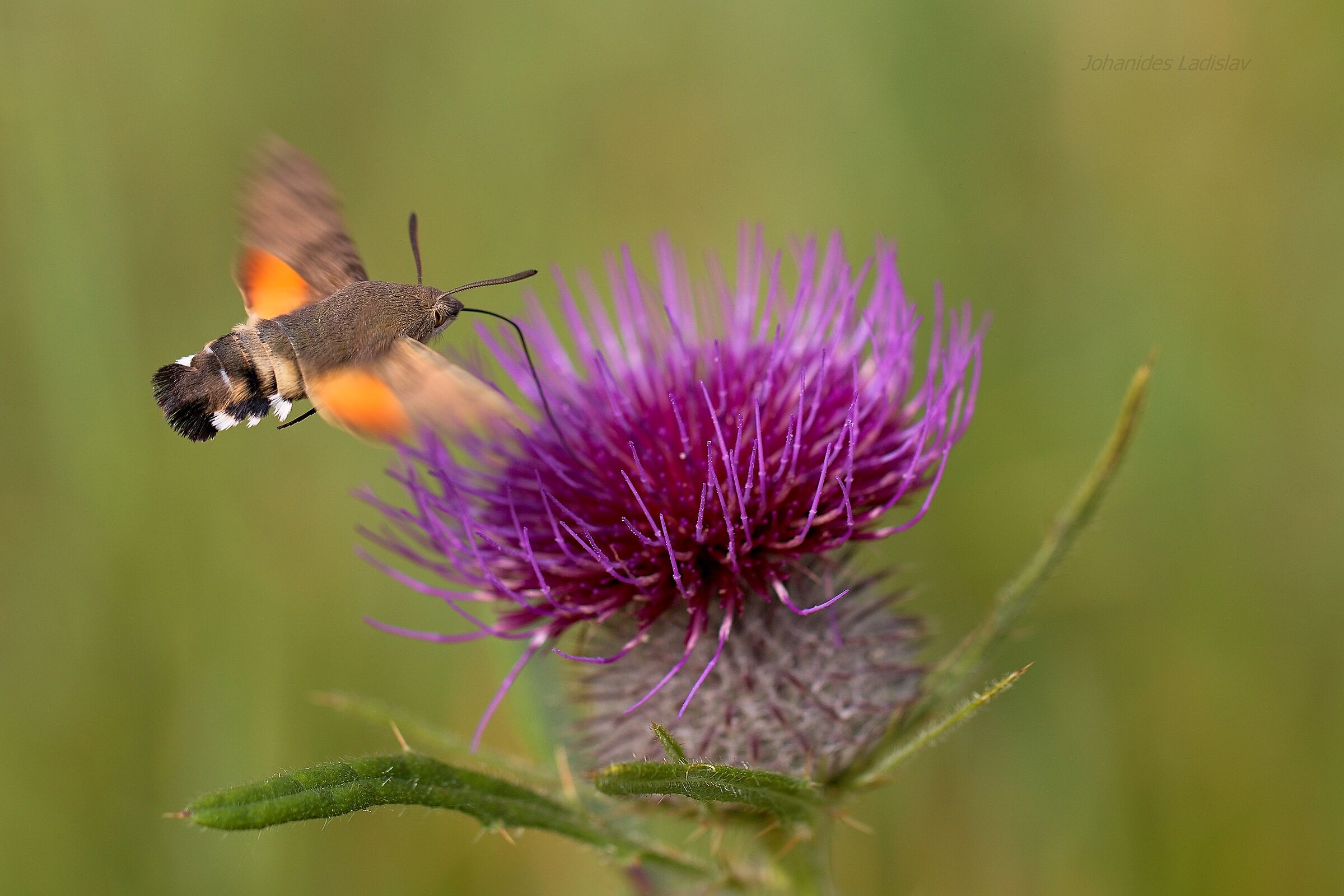 Macroglossum stellatarum