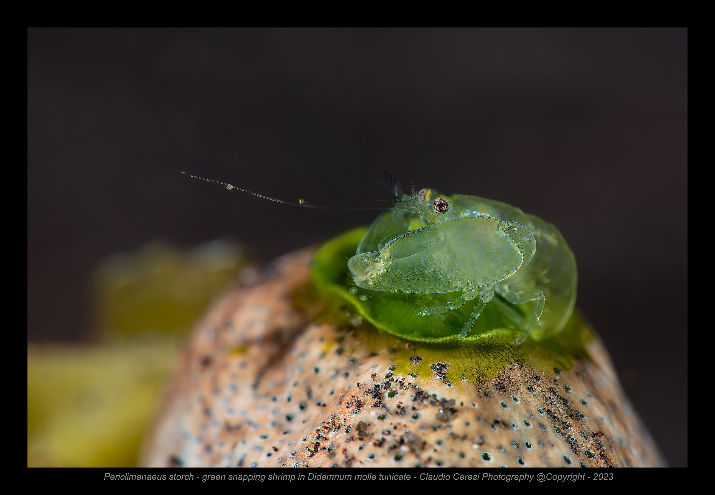 green snapping shrimp  over didmnum tunicate