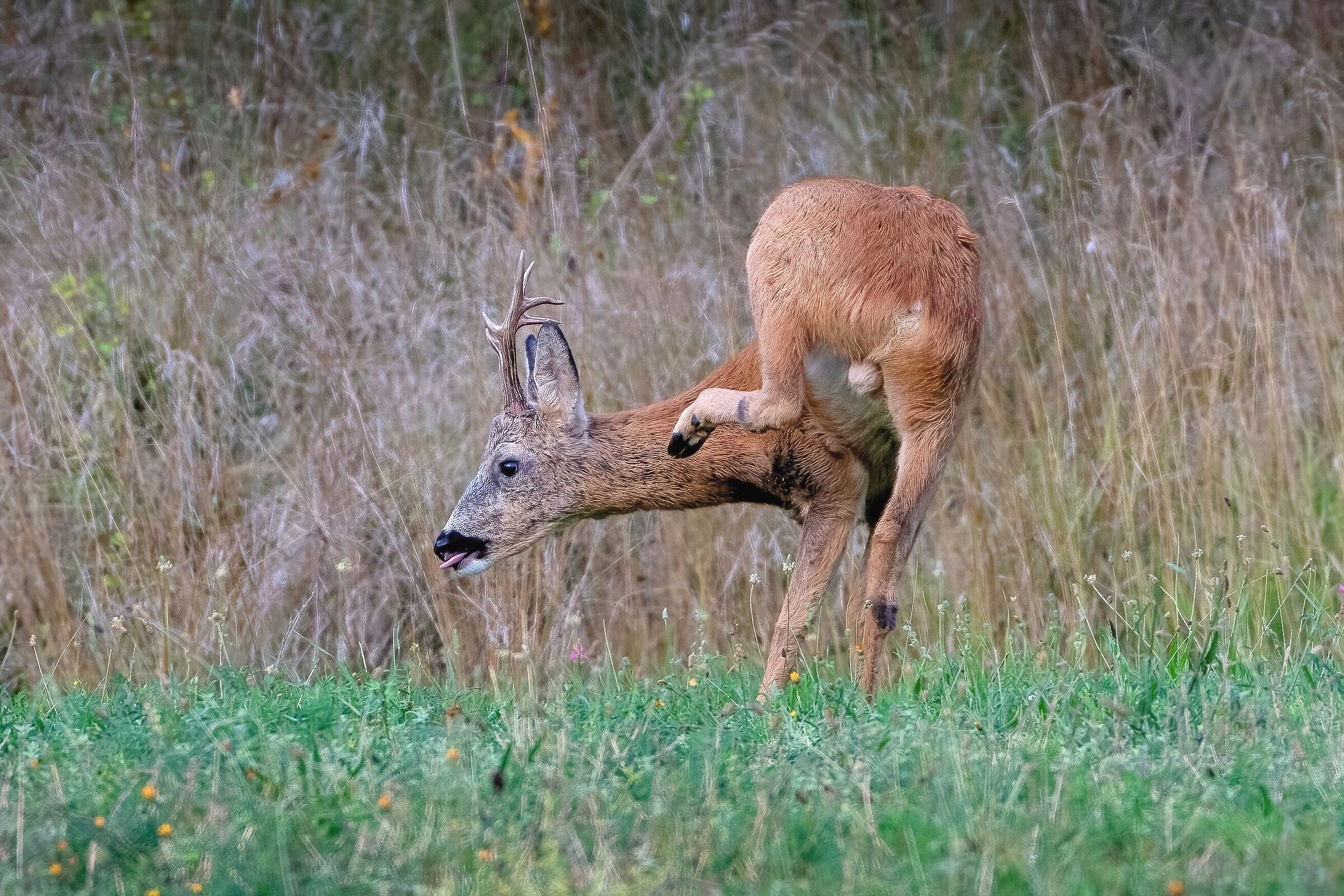 Roe deer (Capreolus capreolus)