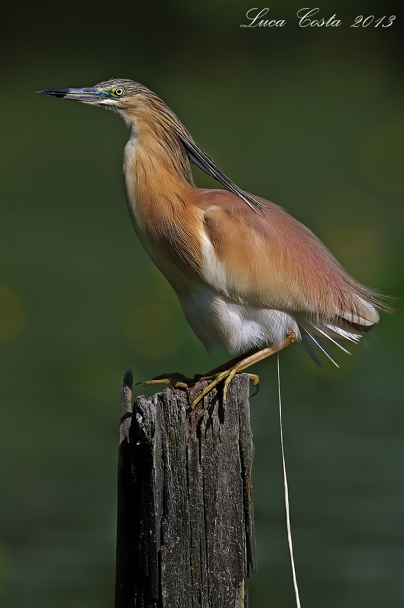 La cagatina della Sgarza......
