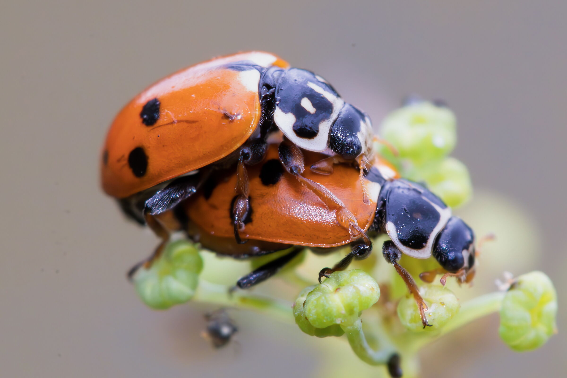 Hippodamia variegata