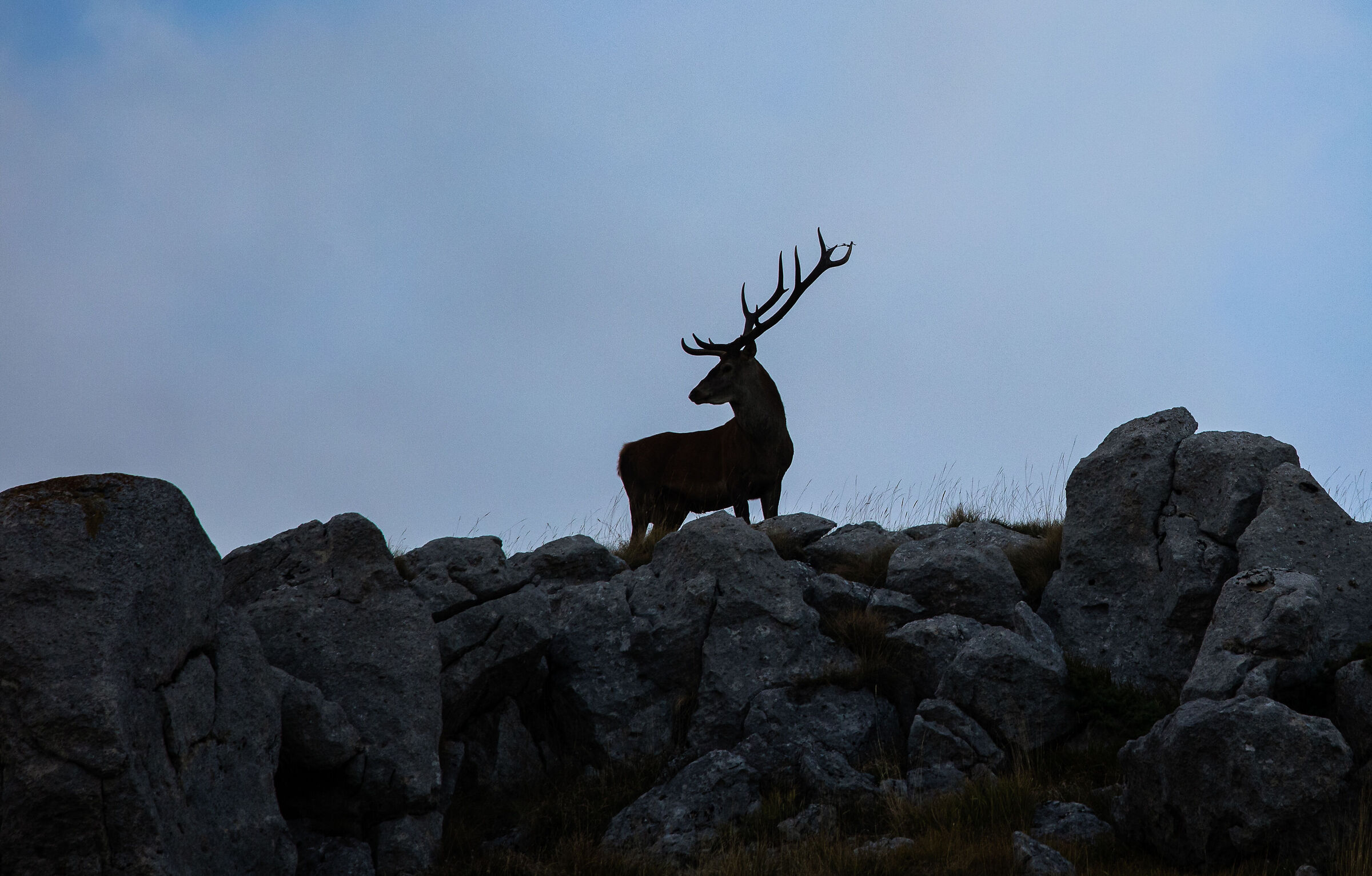 Dall'alto