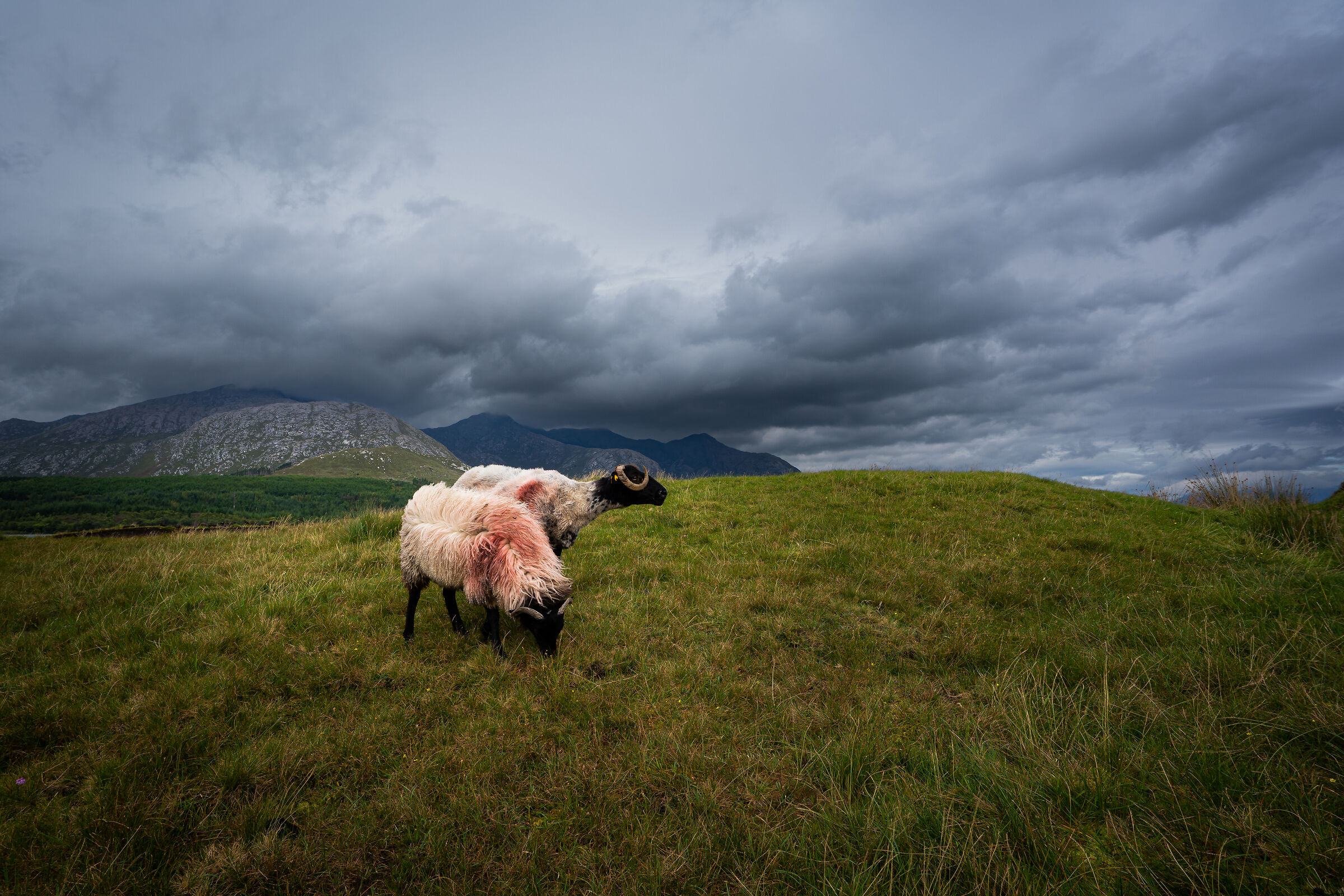 Ireland's sheeps