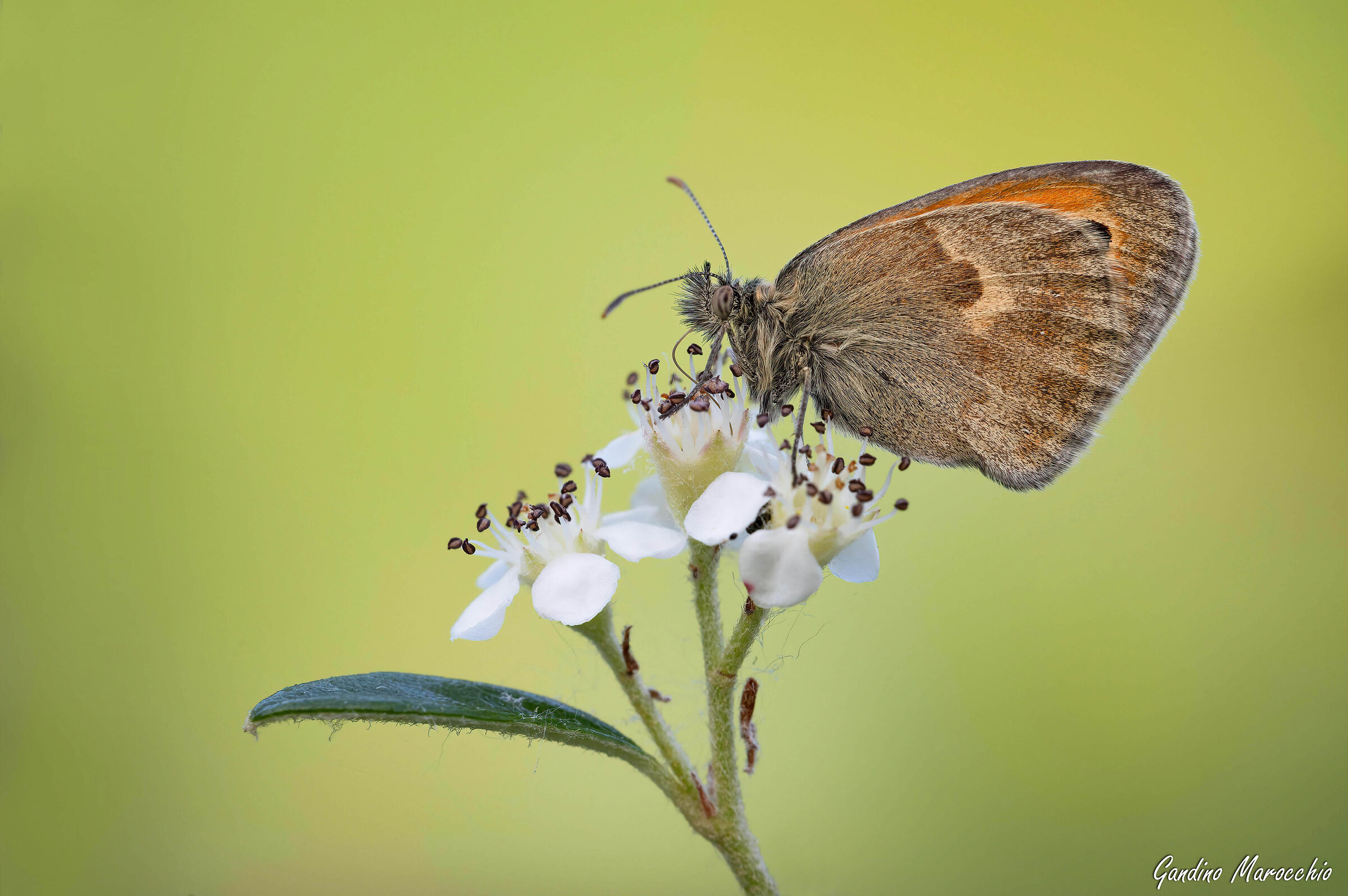 Coenonimpha pampilus