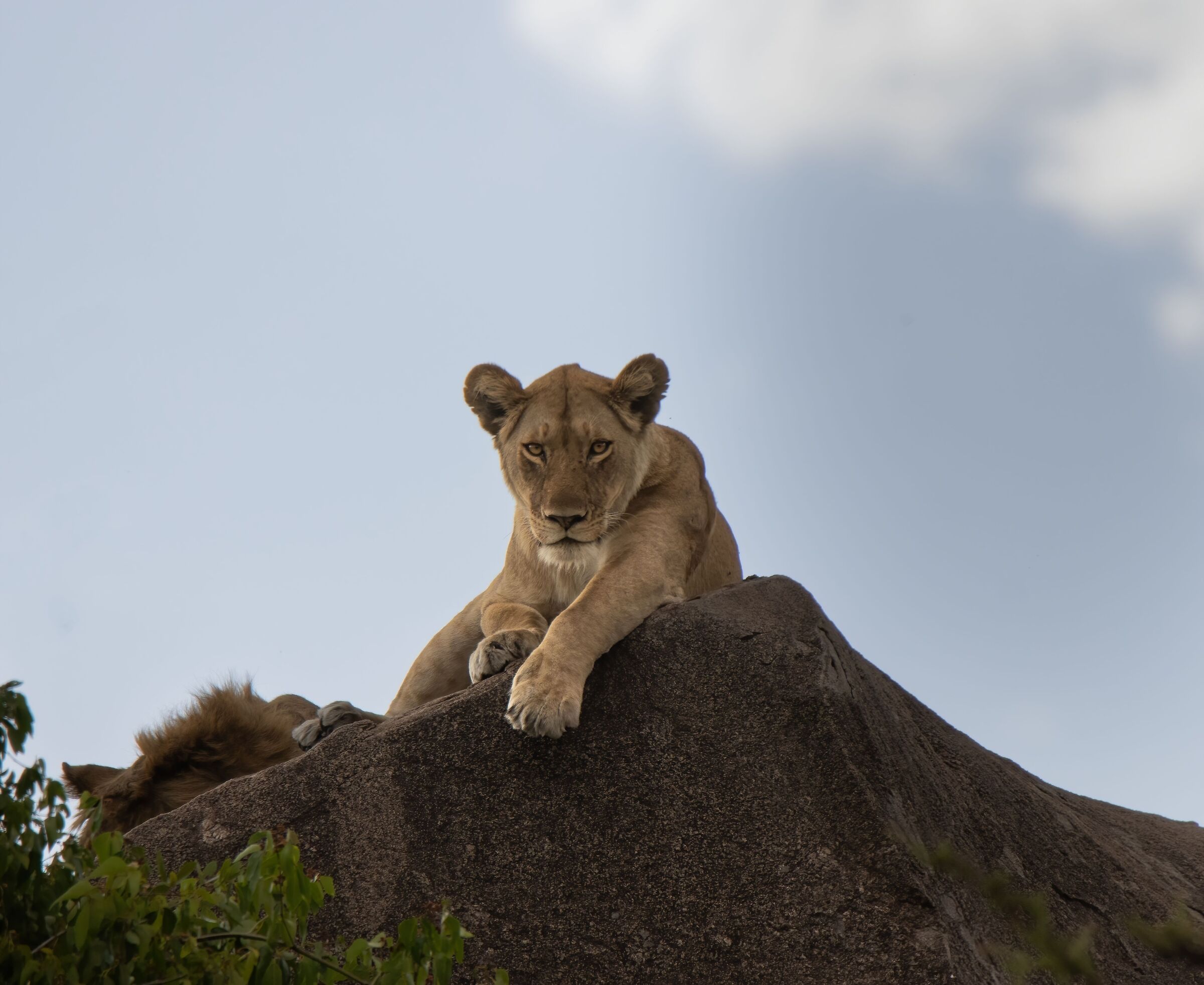 Lioness posing