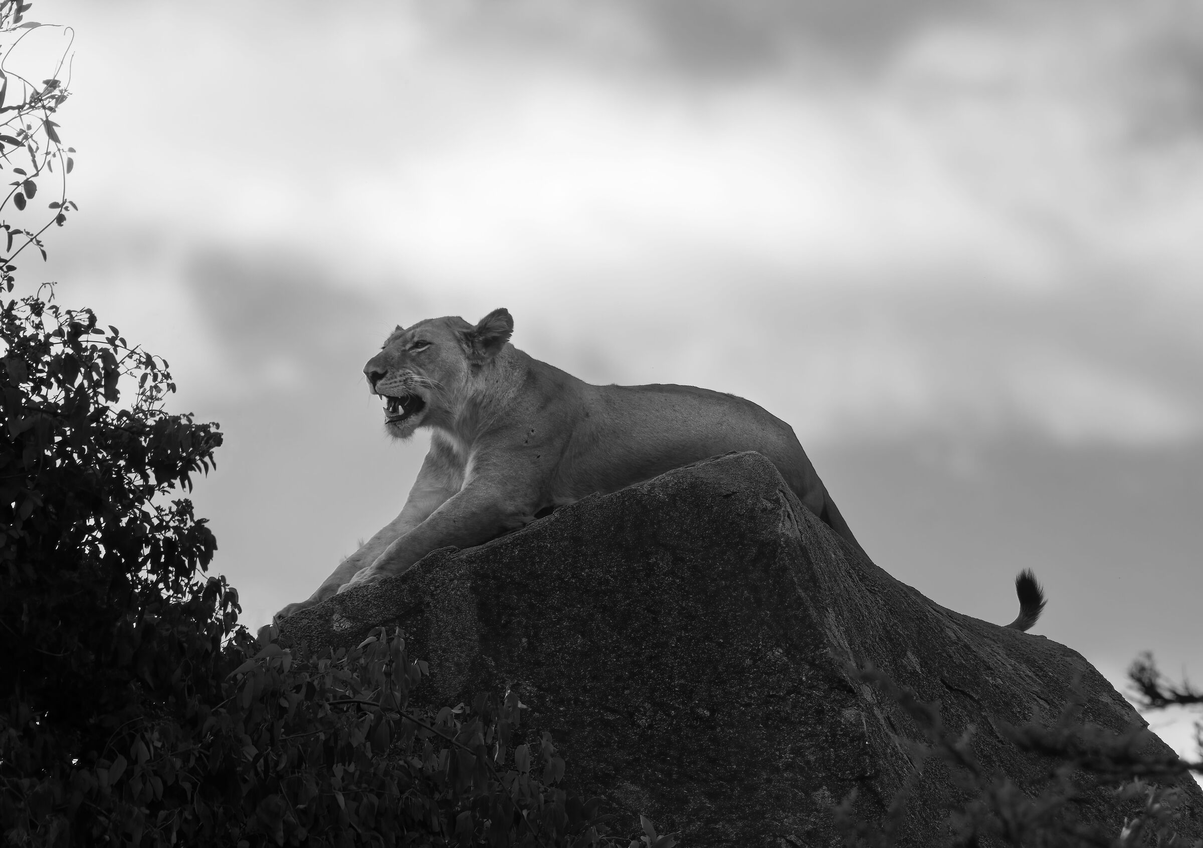 Lioness