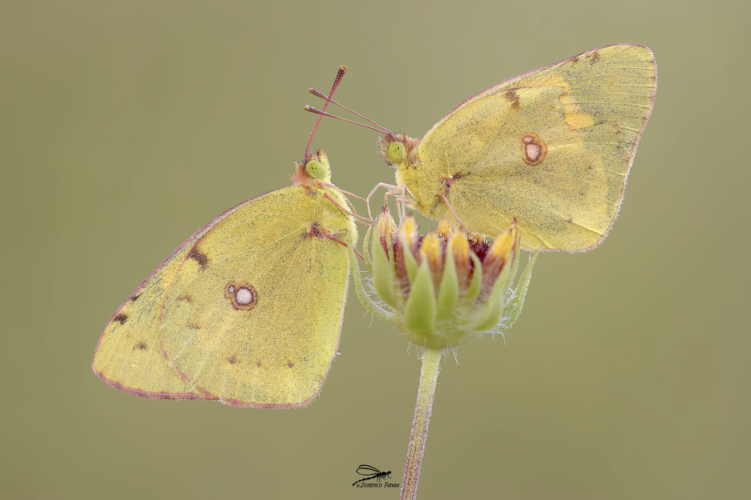 Colias Crocea