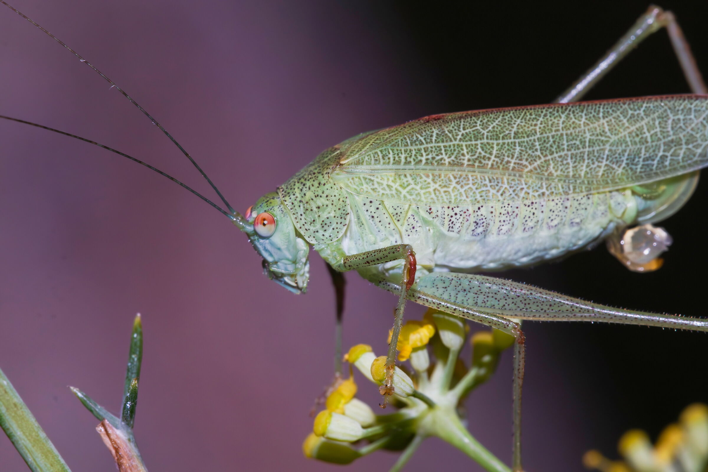 Phaneroptera falcata