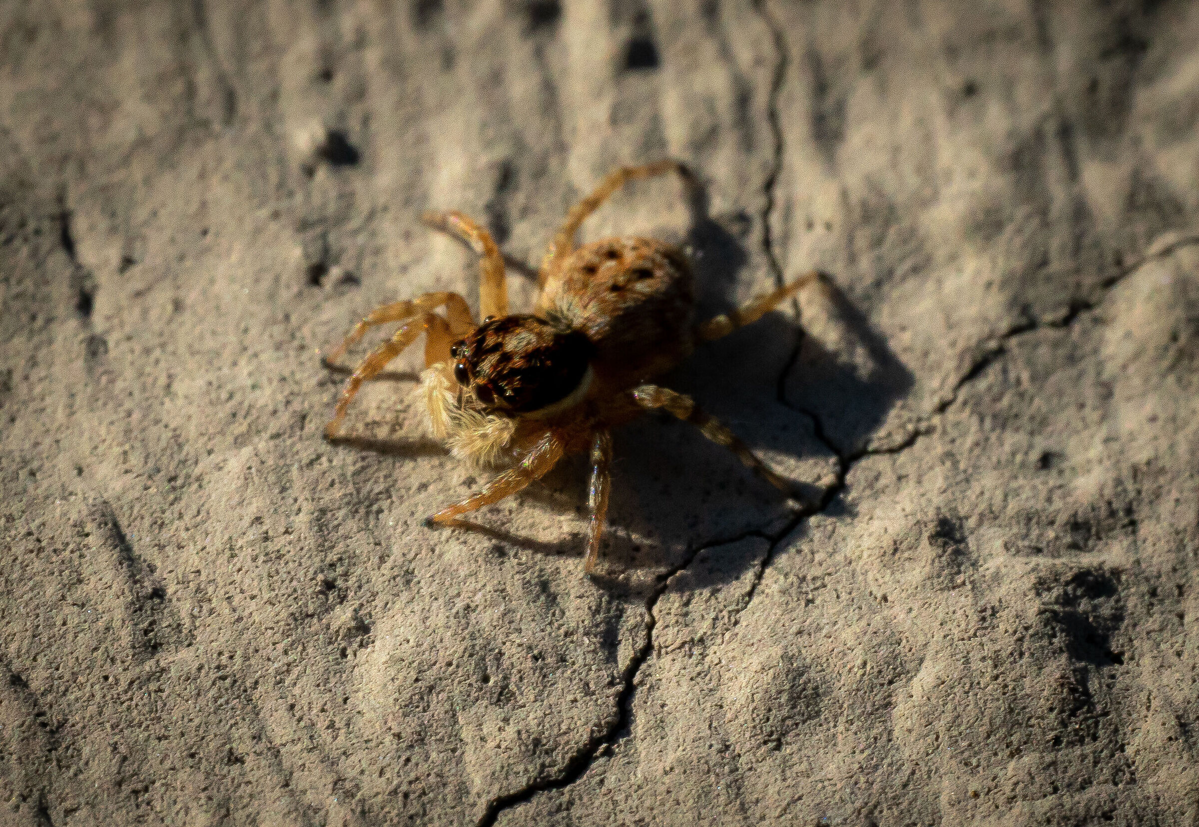 Menemerus semilimbatus