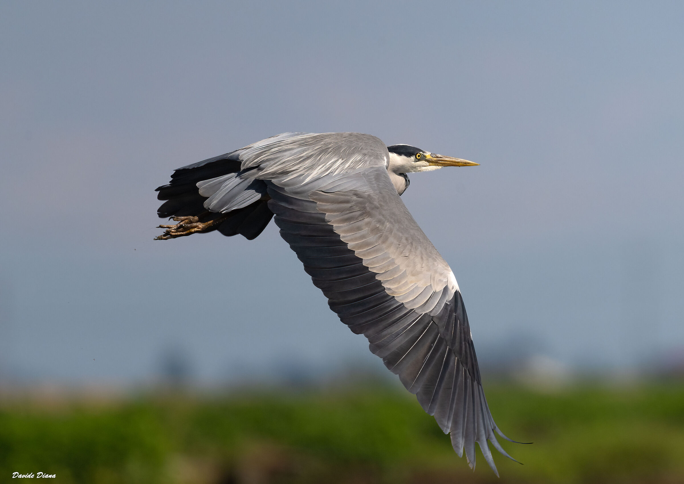 Grey heron