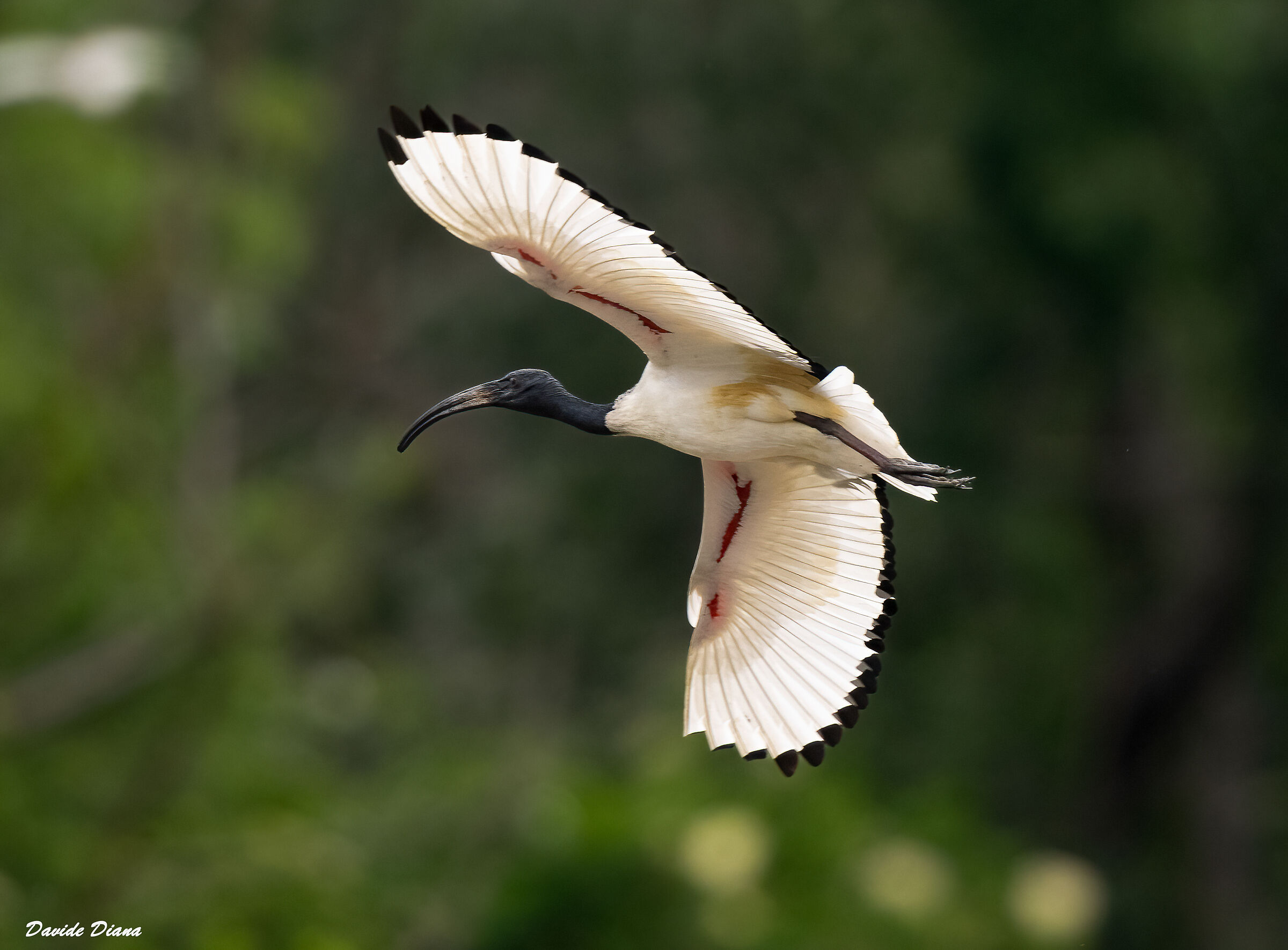 Sacred ibis