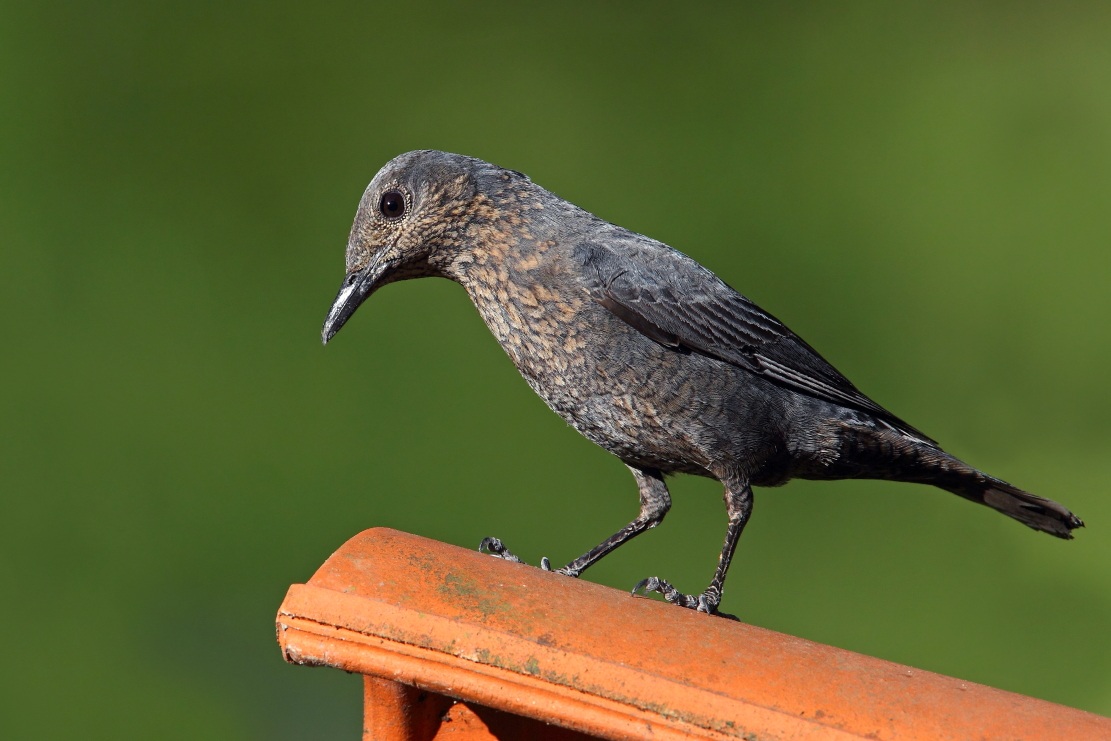 la compagna dell'osso duro...