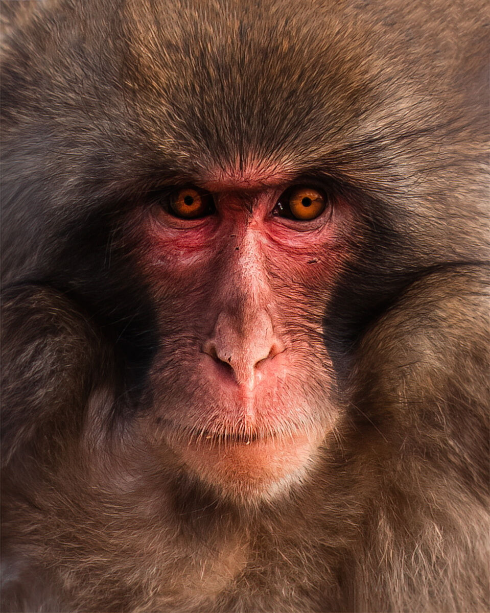 Monkey close up