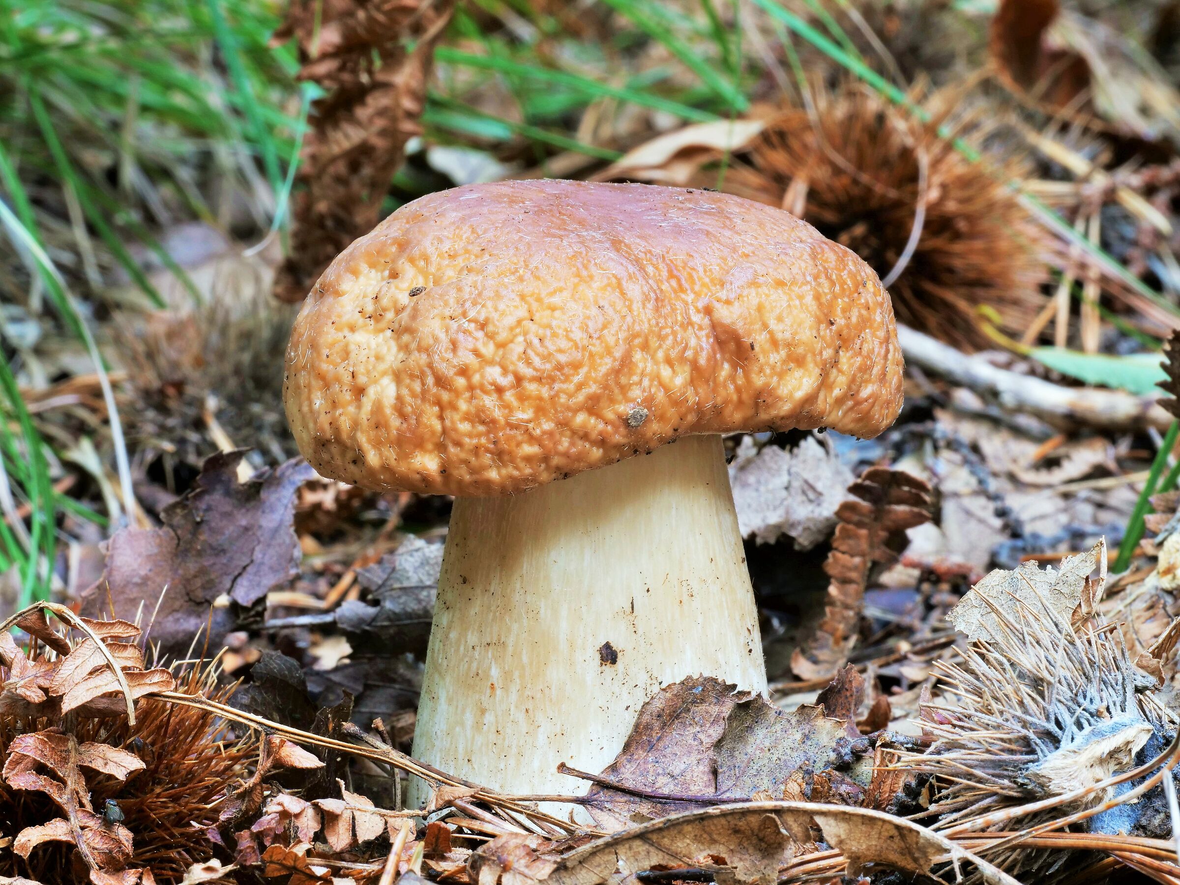 Boletus edulis