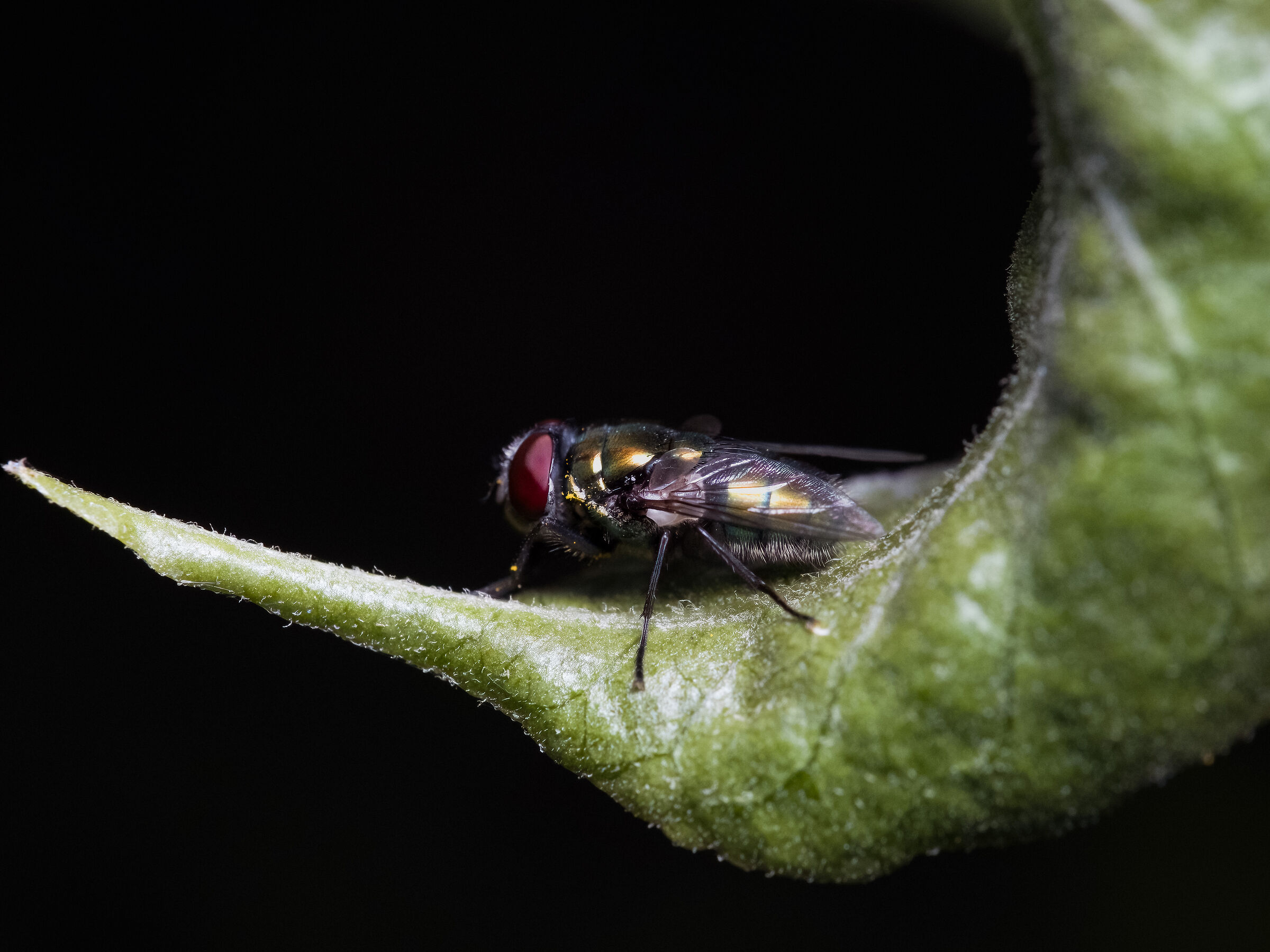 La mosca verde