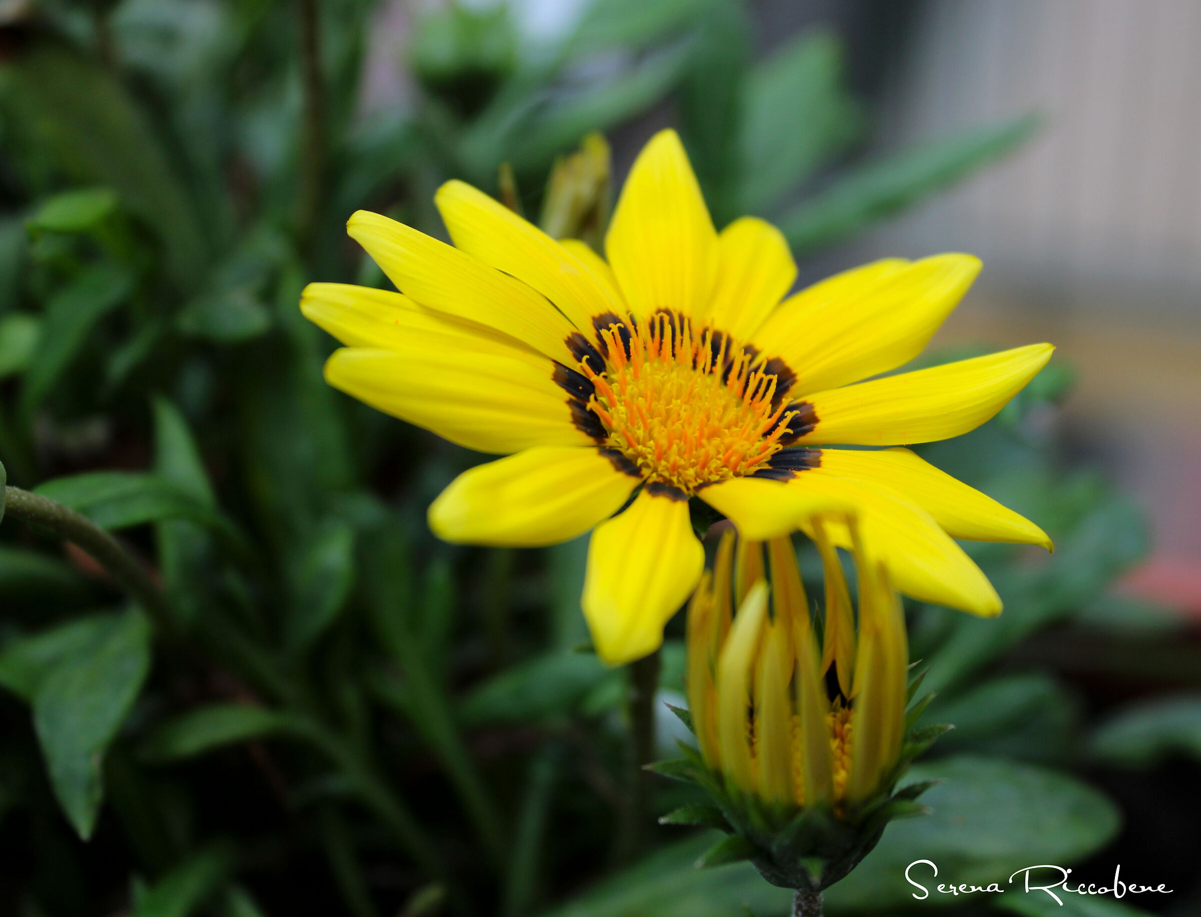 Gazzania - Gazania Linearis