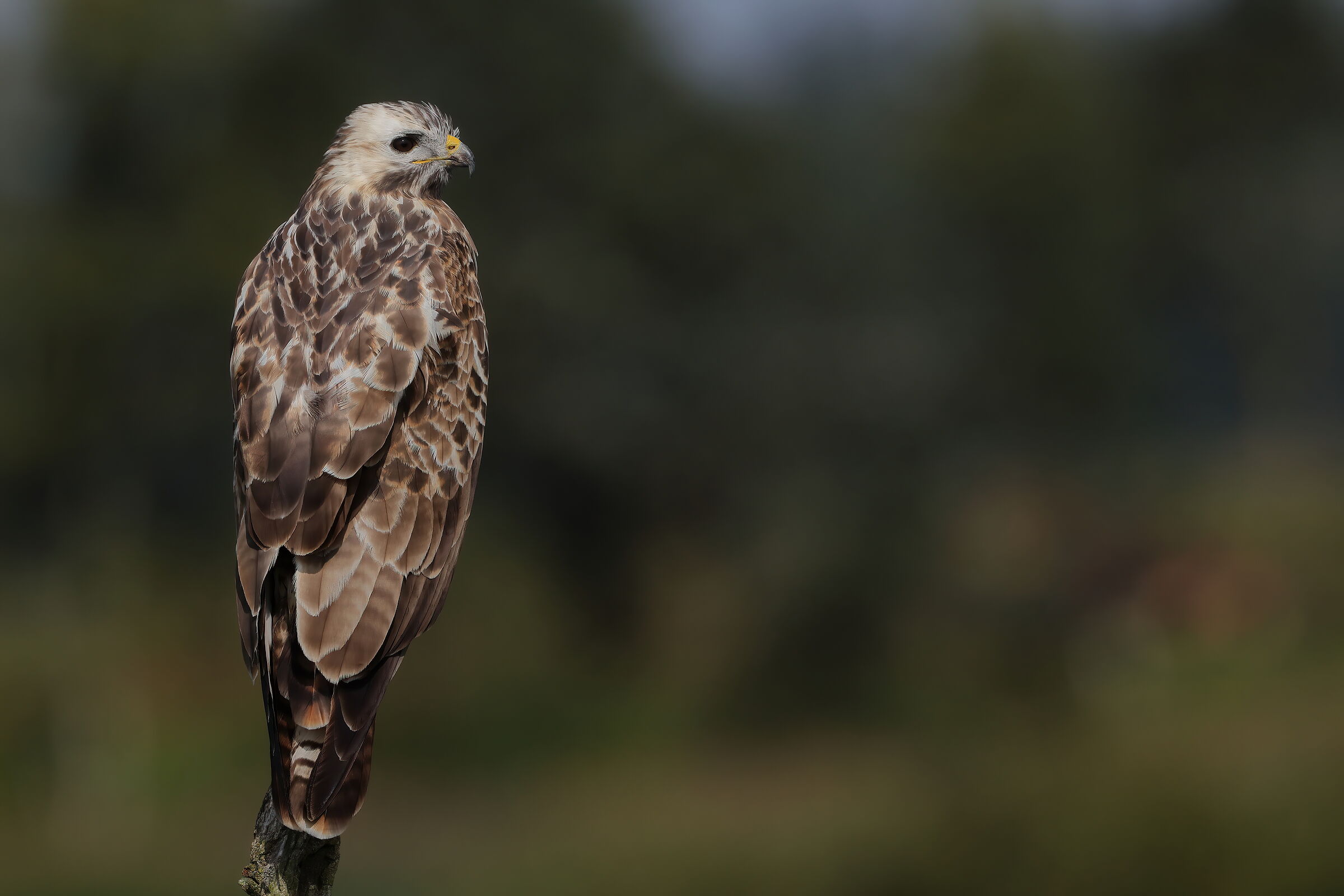 Blonde buizerd